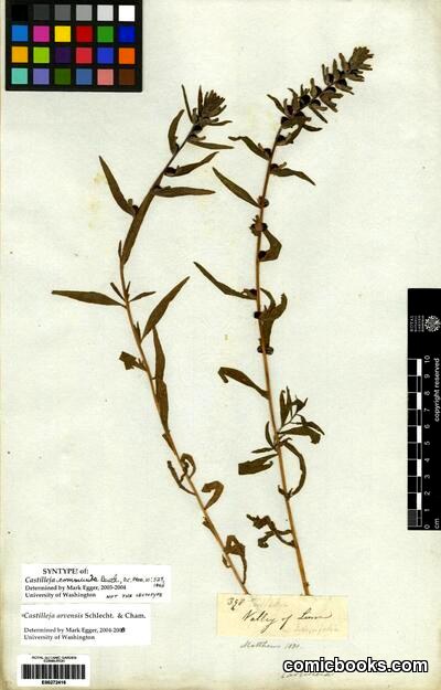 Castilleja arvensis Schlecht. & Cham. — Herbarium Syntype