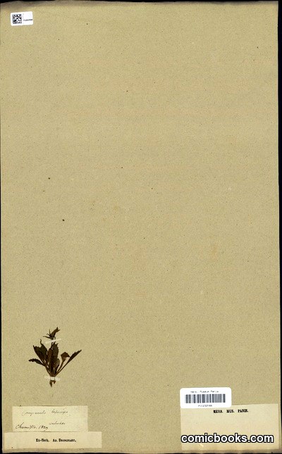 Campanula lasiocarpa Cham. — Herbarium Specimen
