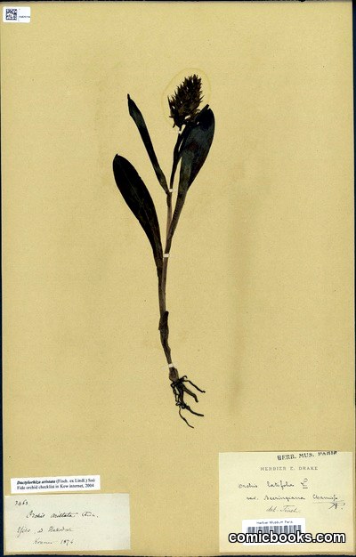 Herbarium Specimen: Orchis latifolia L. var. beeringiana Cham.