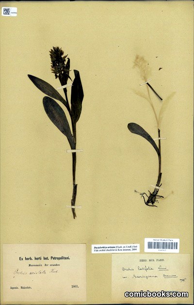 Orchis latifolia L. var. beeringiana Cham.