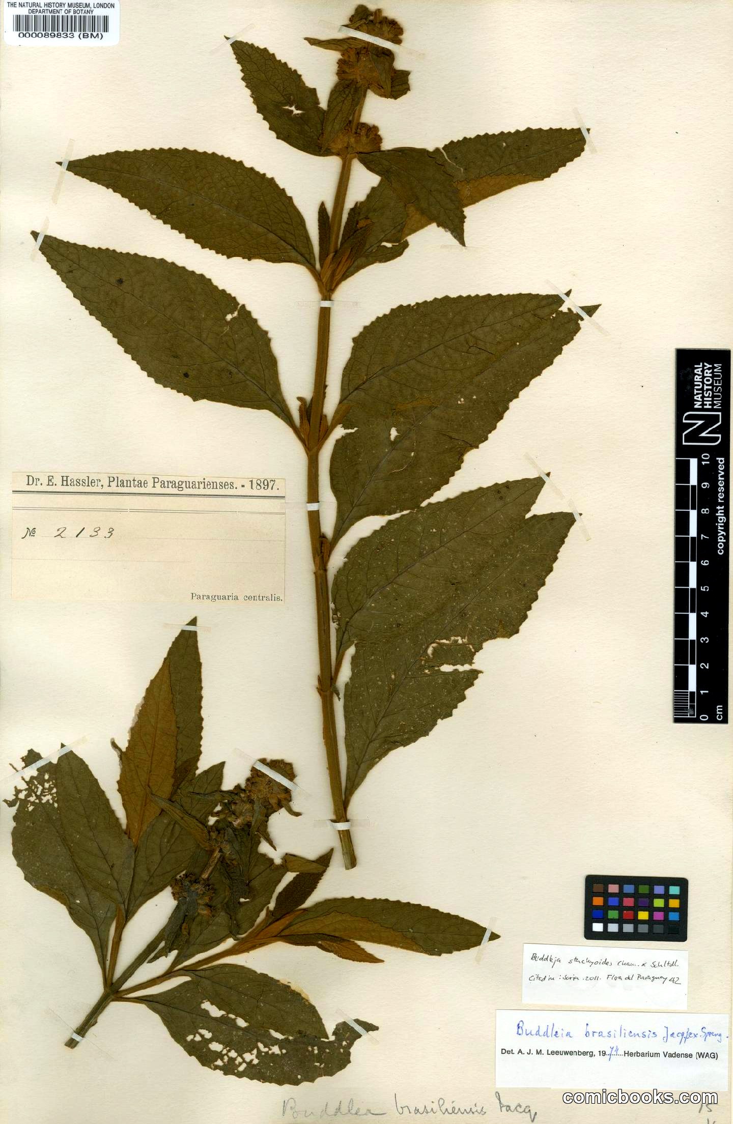 Buddleja stachyoides Cham. & Schltdl.