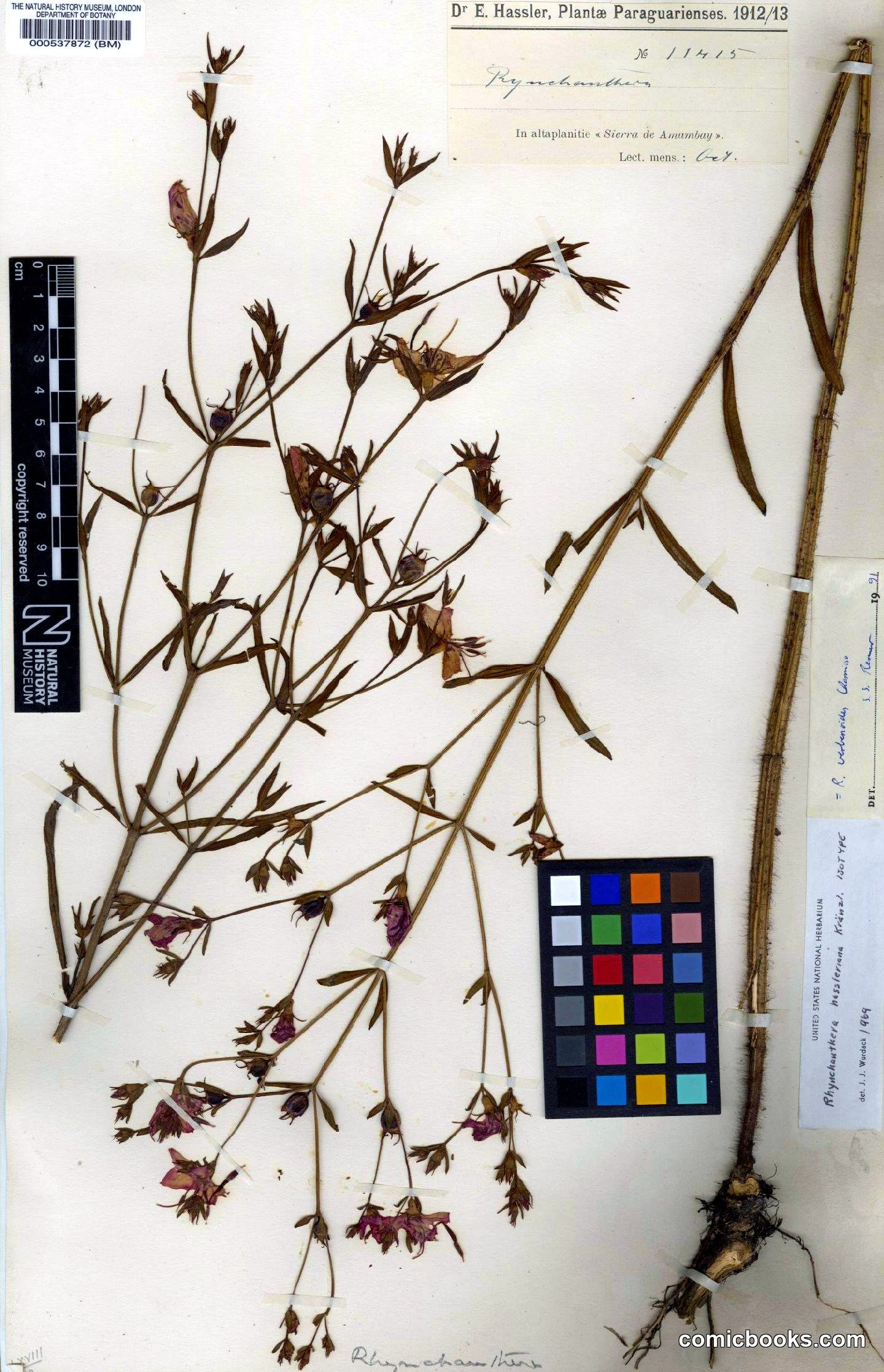 Rhynchanthera verbenoides Cham.