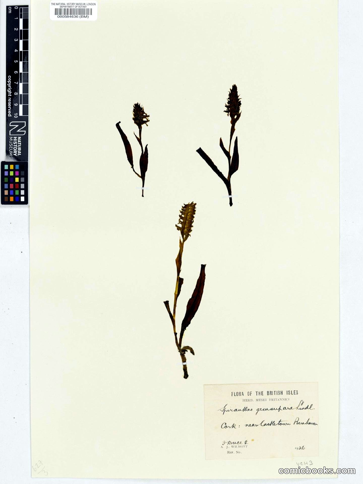 Spiranthes romanzoffiana Cham. & Schltdl.