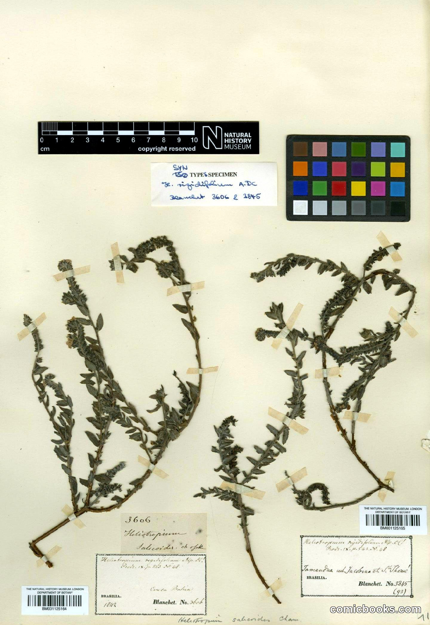 Heliotropium salicioides Cham.