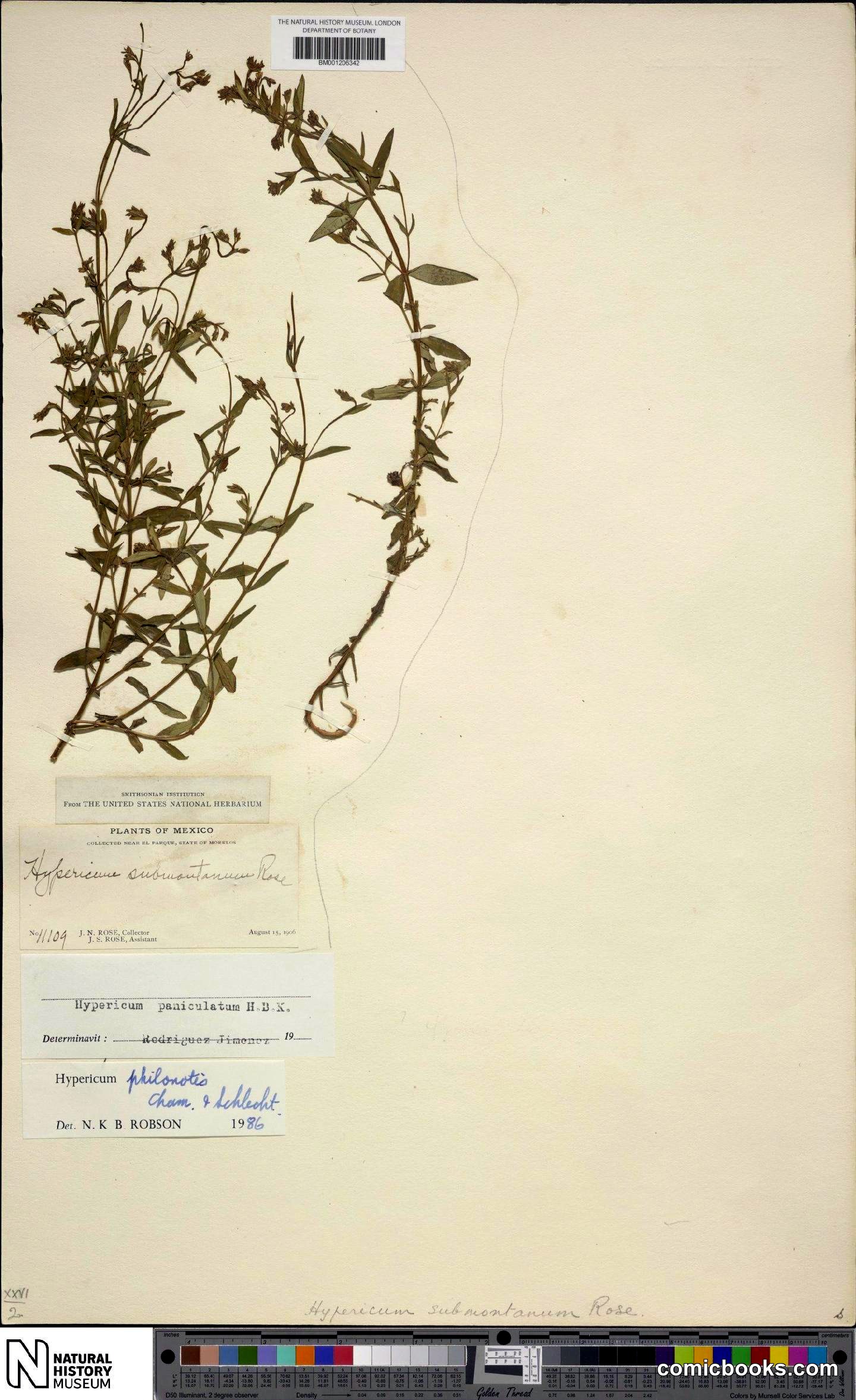 Hypericum philonotis Cham. & Schltdl.