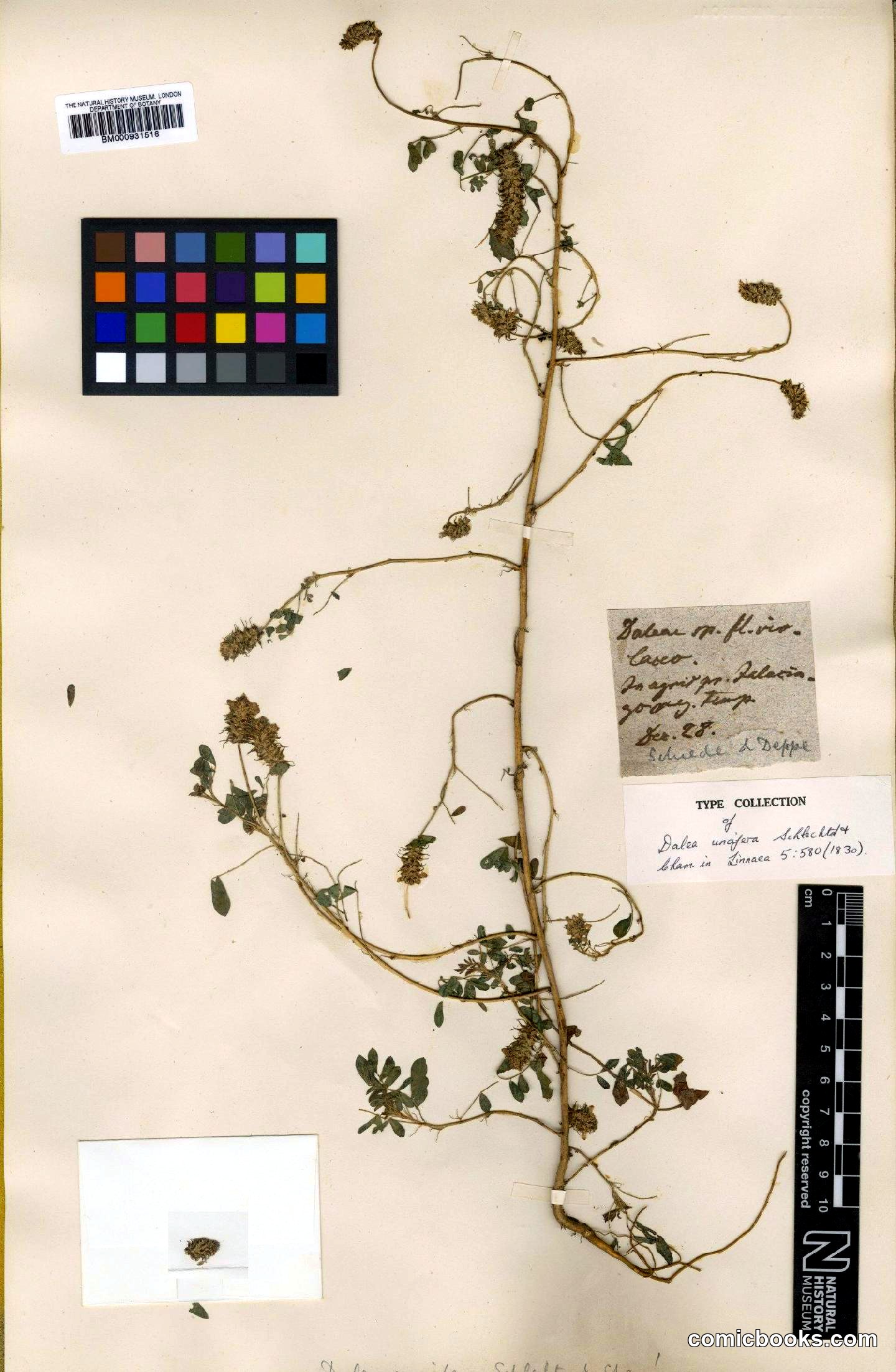 Dalea obovatifolia var. uncifera (Schltdl. & Cham.) Barneby