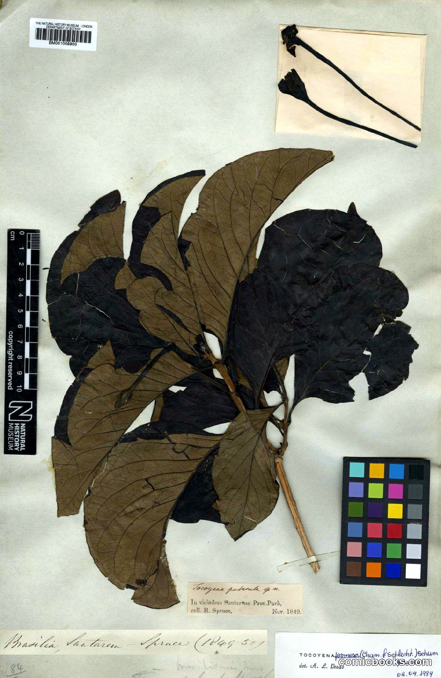 Tocoyena formosa (Cham. & Schltdl.) Schum