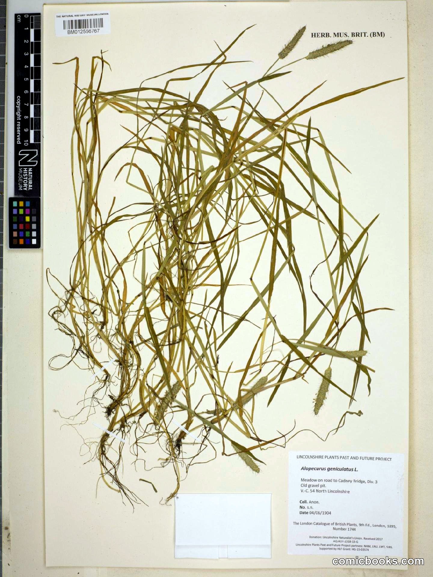 Alopecurus geniculatus L. (Marsh Foxtail)