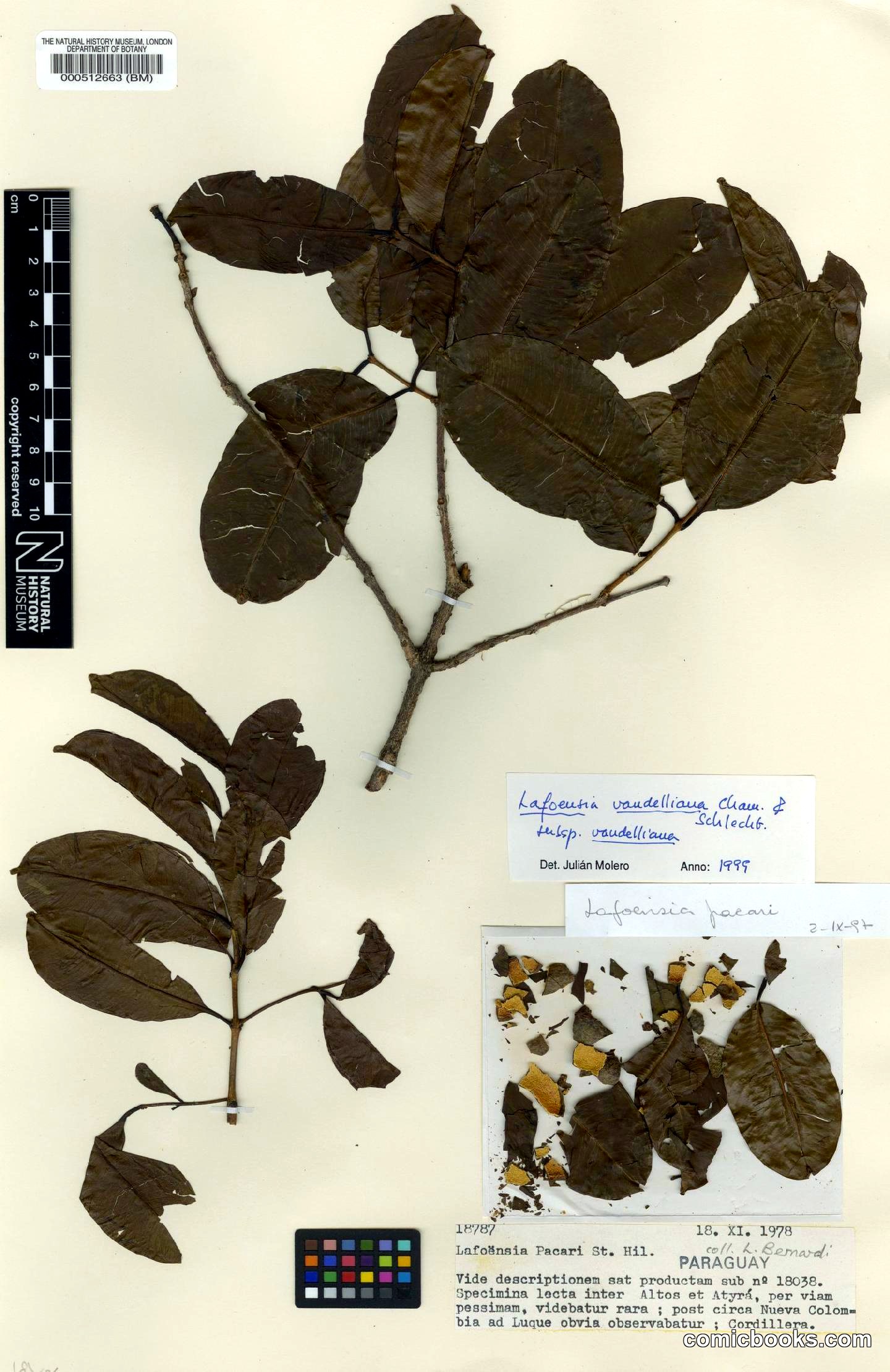 Lafoensia vandelliana subsp. vandelliana Cham. & Schltdl.