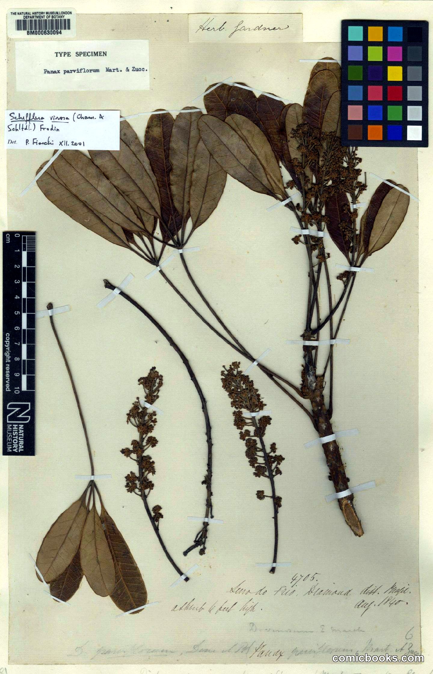 Schefflera vinosa (Cham. & Schltdl.) Frodin & Fiaschi