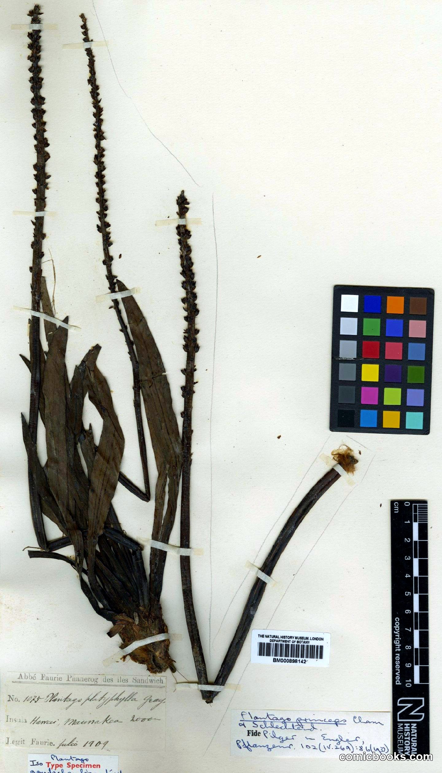 Plantago princeps Cham. & Schltdl.