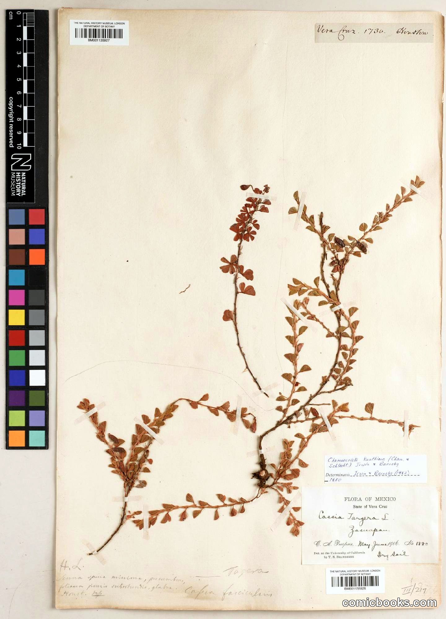 Chamaecrista kunthiana — Herbarium Specimen, Vera Cruz