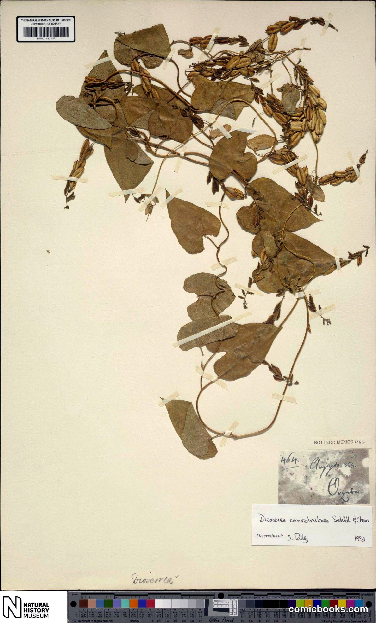 Dioscorea convolvulacea Cham. & Schltdl.