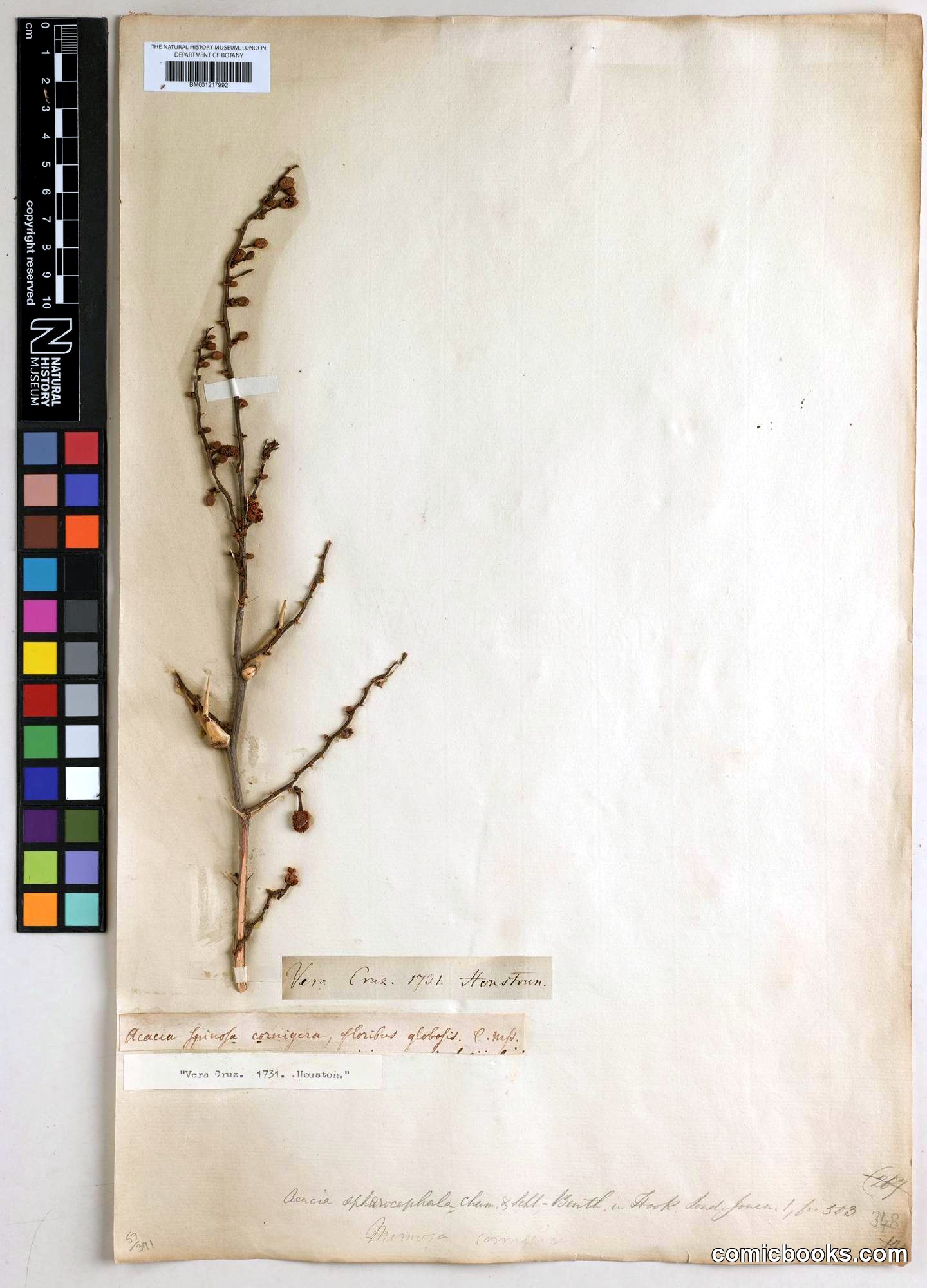 Acacia sphaerocephala Cham. & Schltdl. (Bullhorn Acacia)
