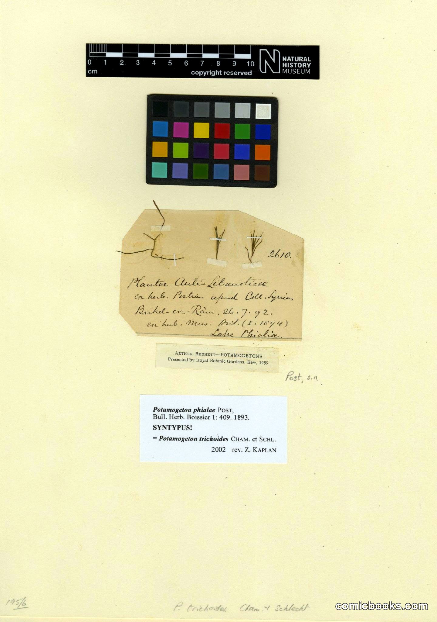 Potamogeton trichoides Cham. & Schltdl.