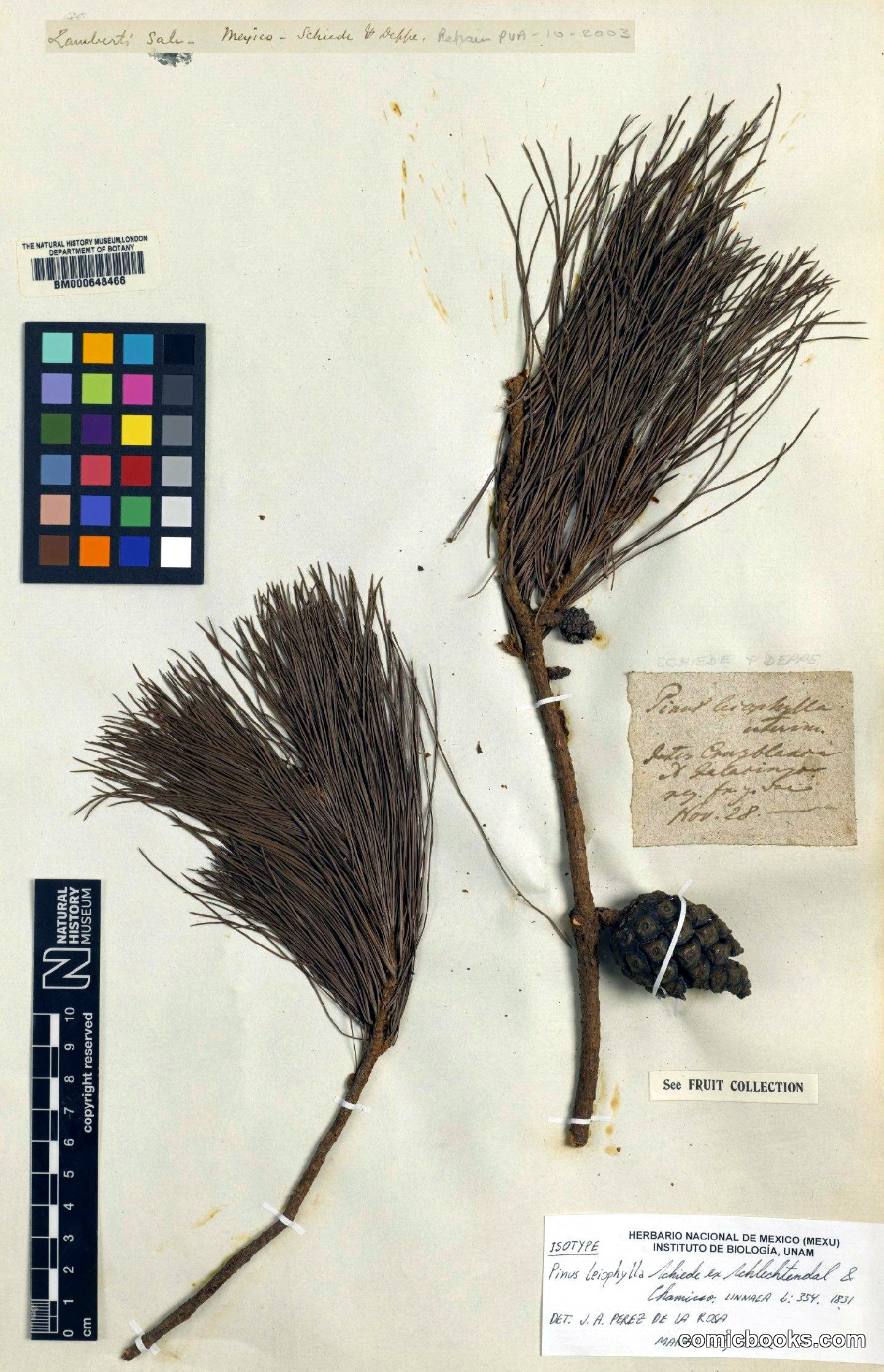 Pinus leiophylla Schiede ex Schltdl. & Cham.