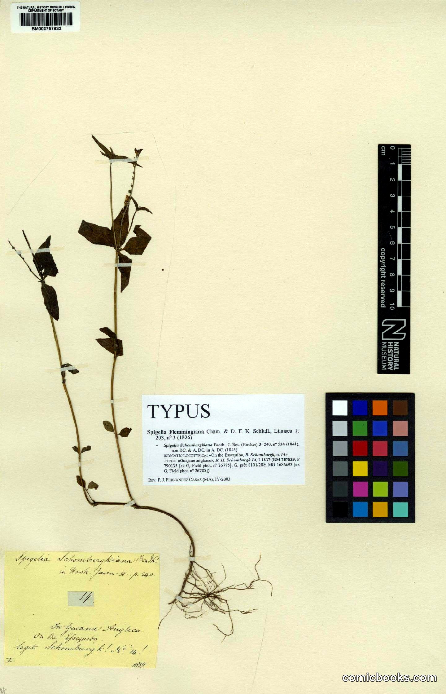 Spigelia flemmingiana Cham. & Schltdl.