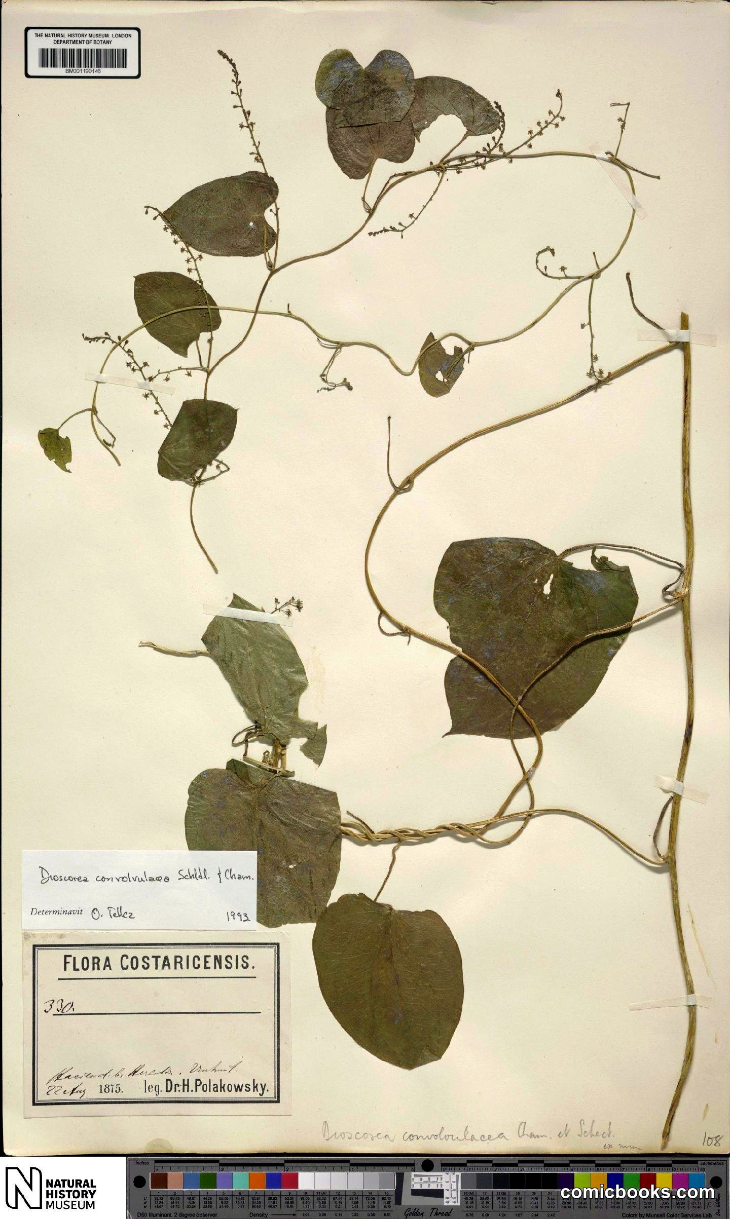 Dioscorea convolvulacea Cham. & Schltdl.