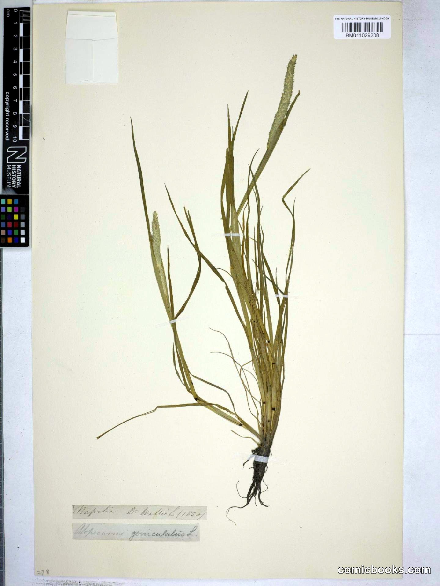 Alopecurus geniculatus L.