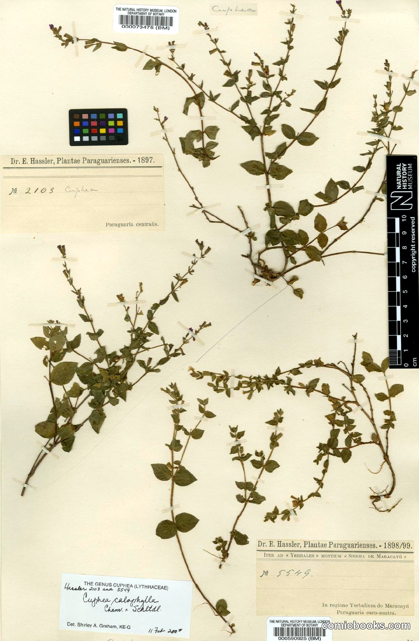 Cuphea calophylla Cham. & Schltdl.