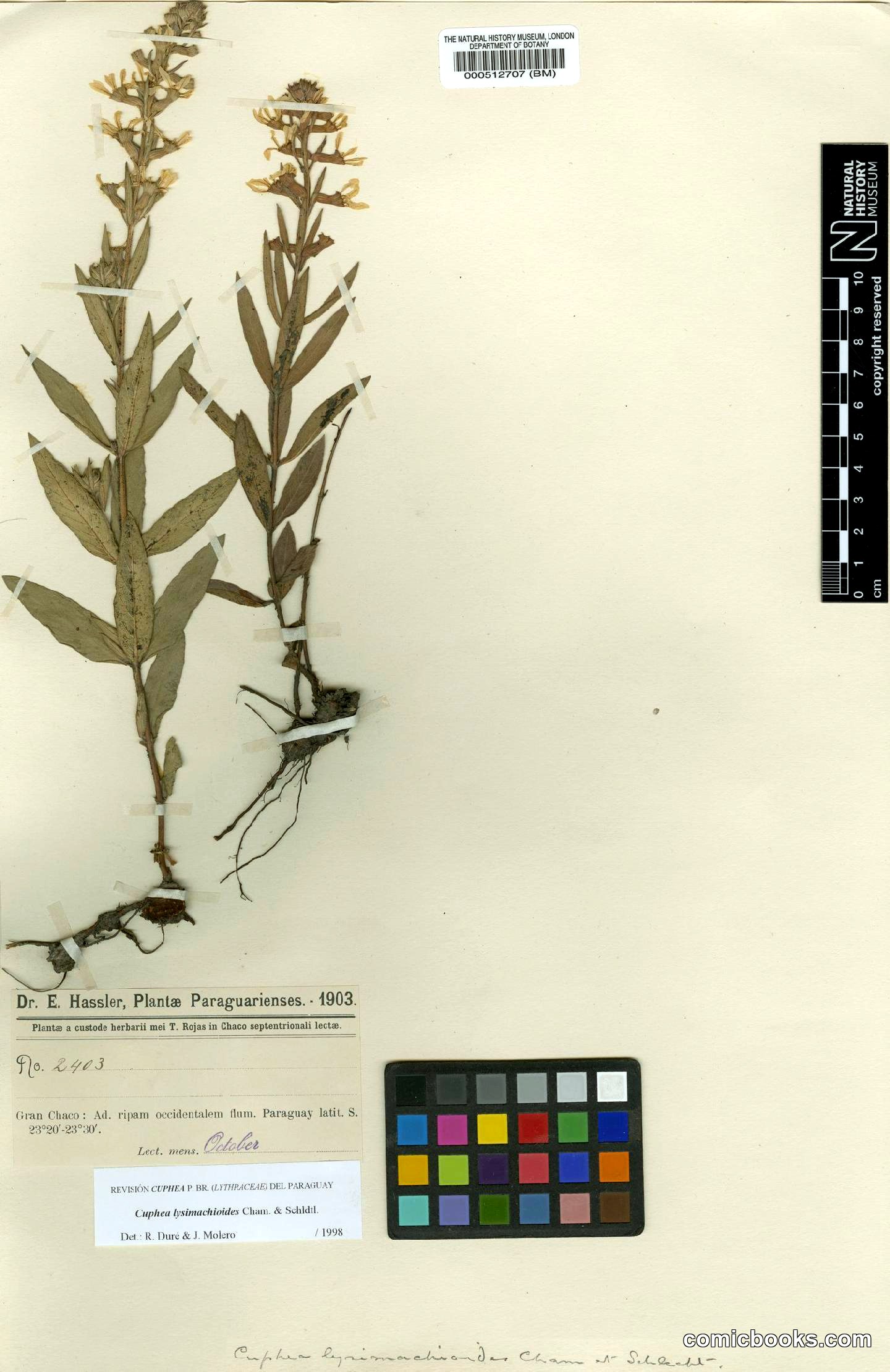 Cuphea lysimachioides Cham. & Schltdl.