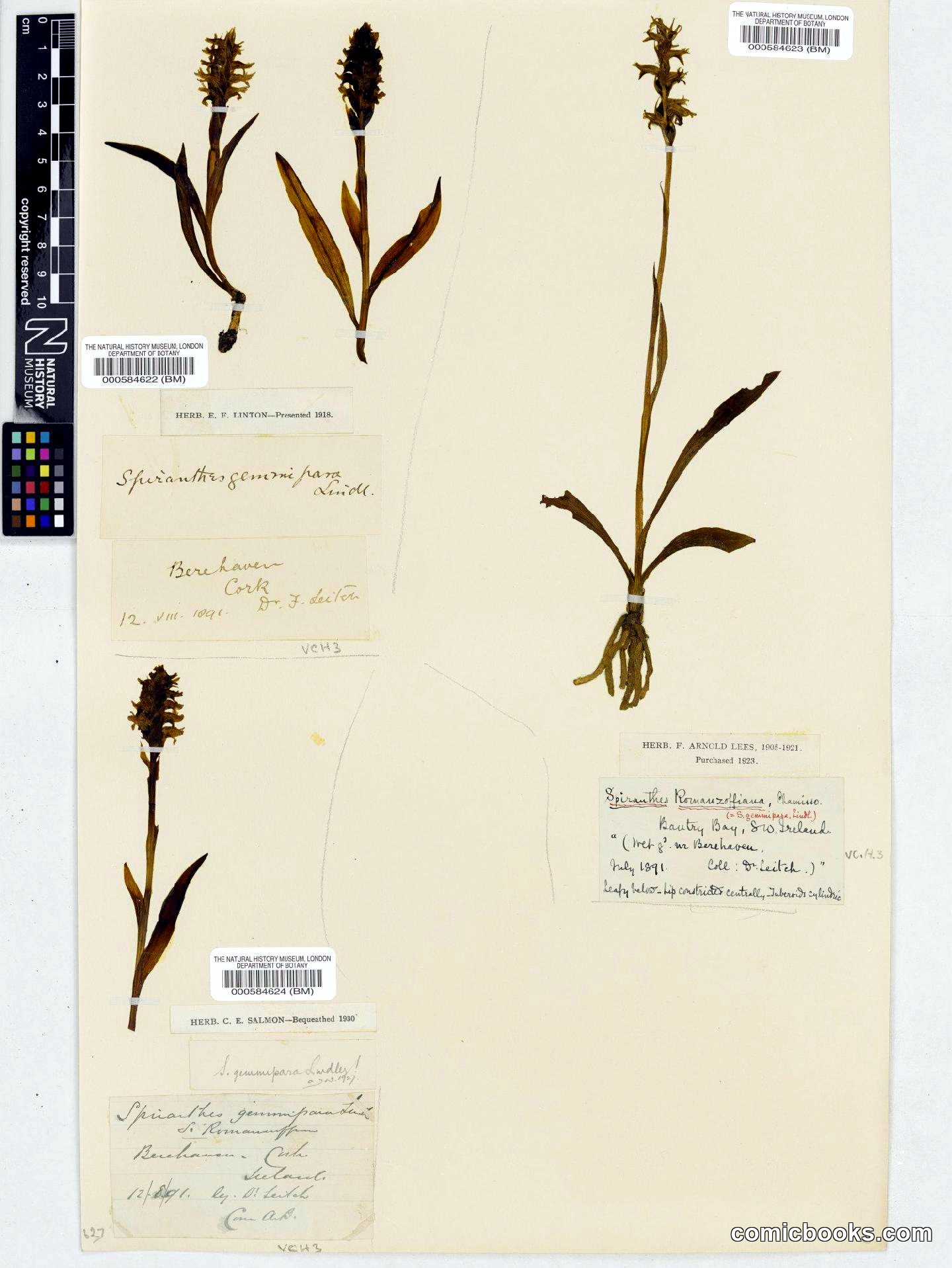 Spiranthes romanzoffiana Cham. & Schltdl.