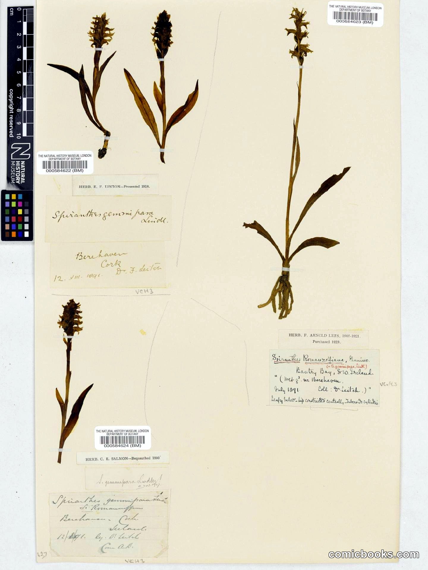 Spiranthes romanzoffiana Cham. & Schltdl.
