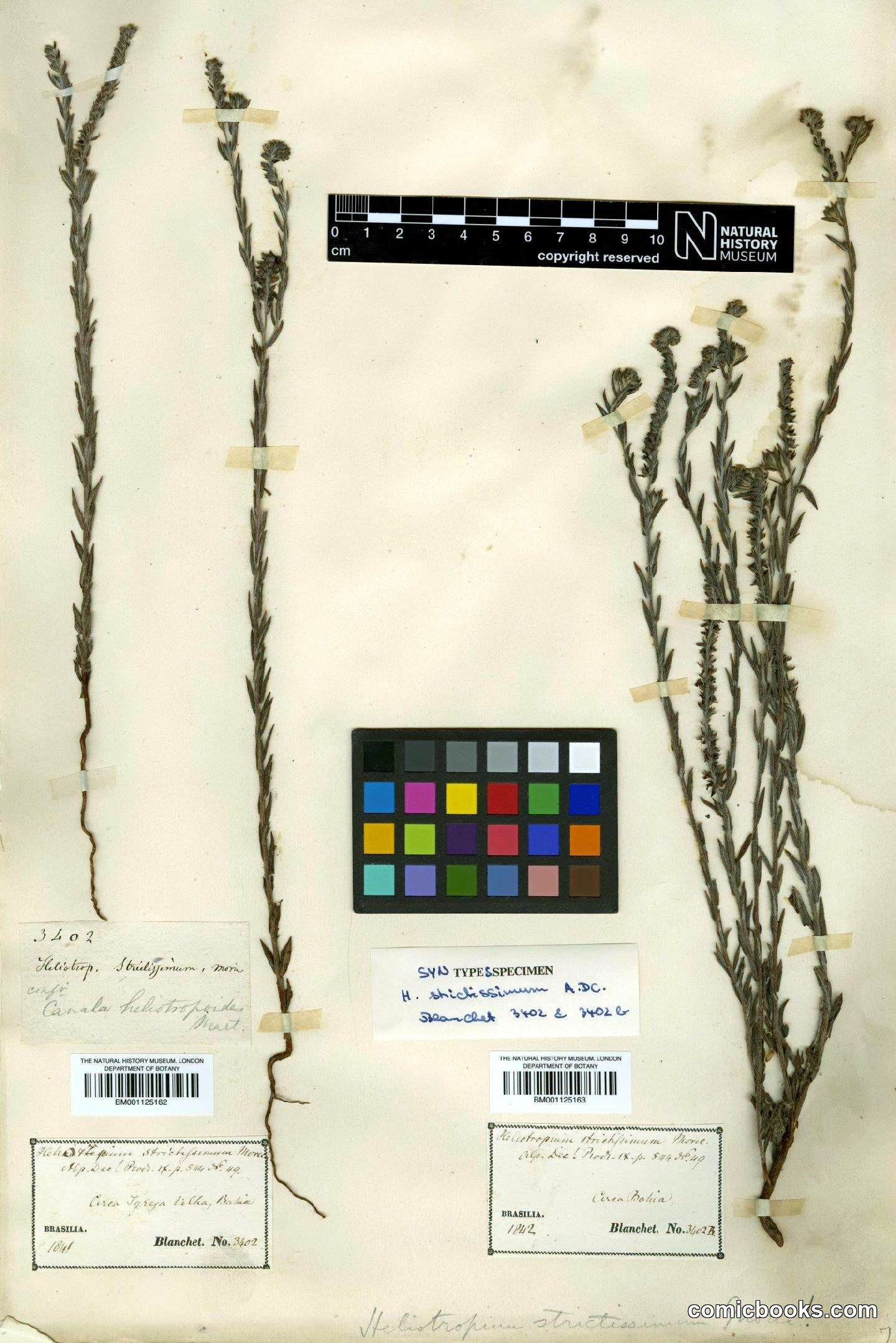 Heliotropium salicioides Cham., Type Specimen