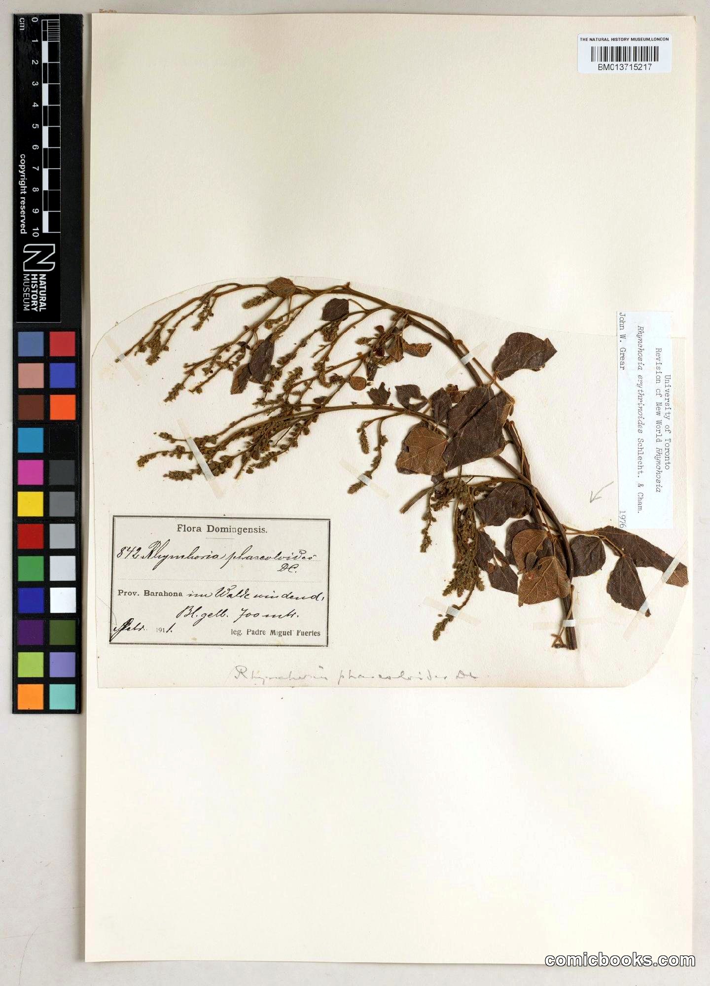 Rhynchosia erythrinoides Schltdl. & Cham.