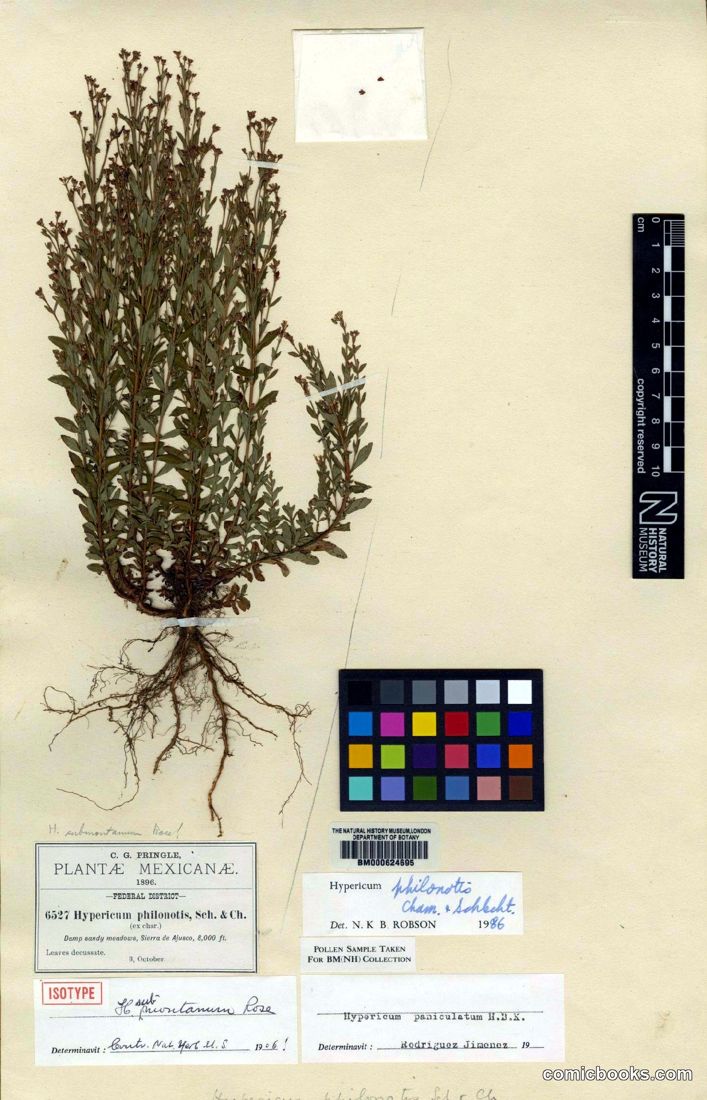 Hypericum philonotis Cham. & Schltdl.