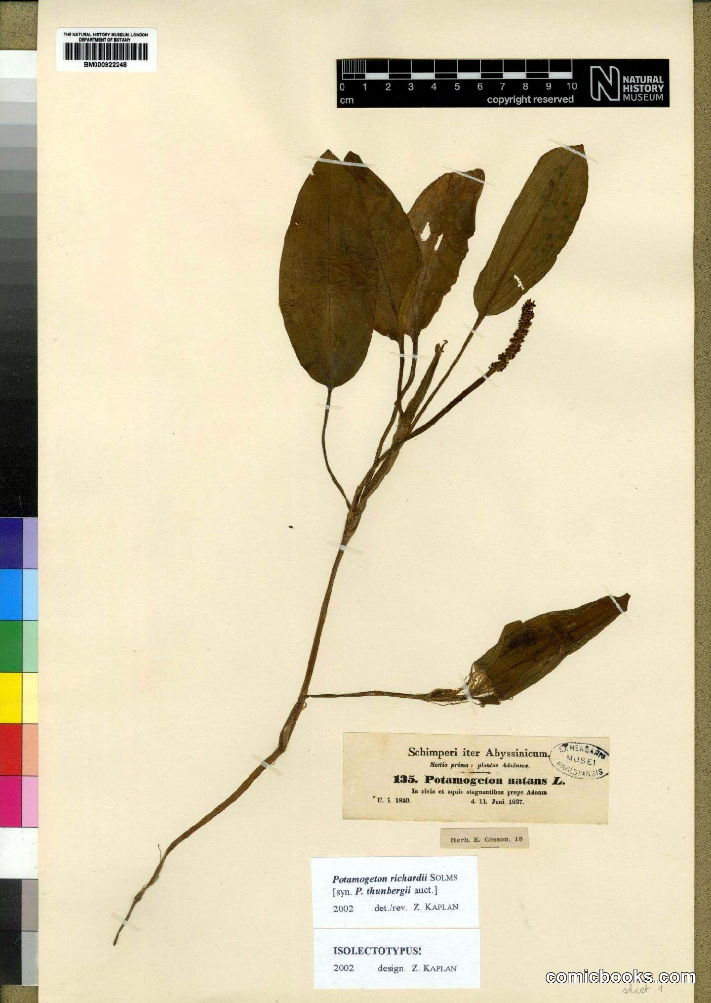 Potamogeton thunbergii Cham. & Schltdl.