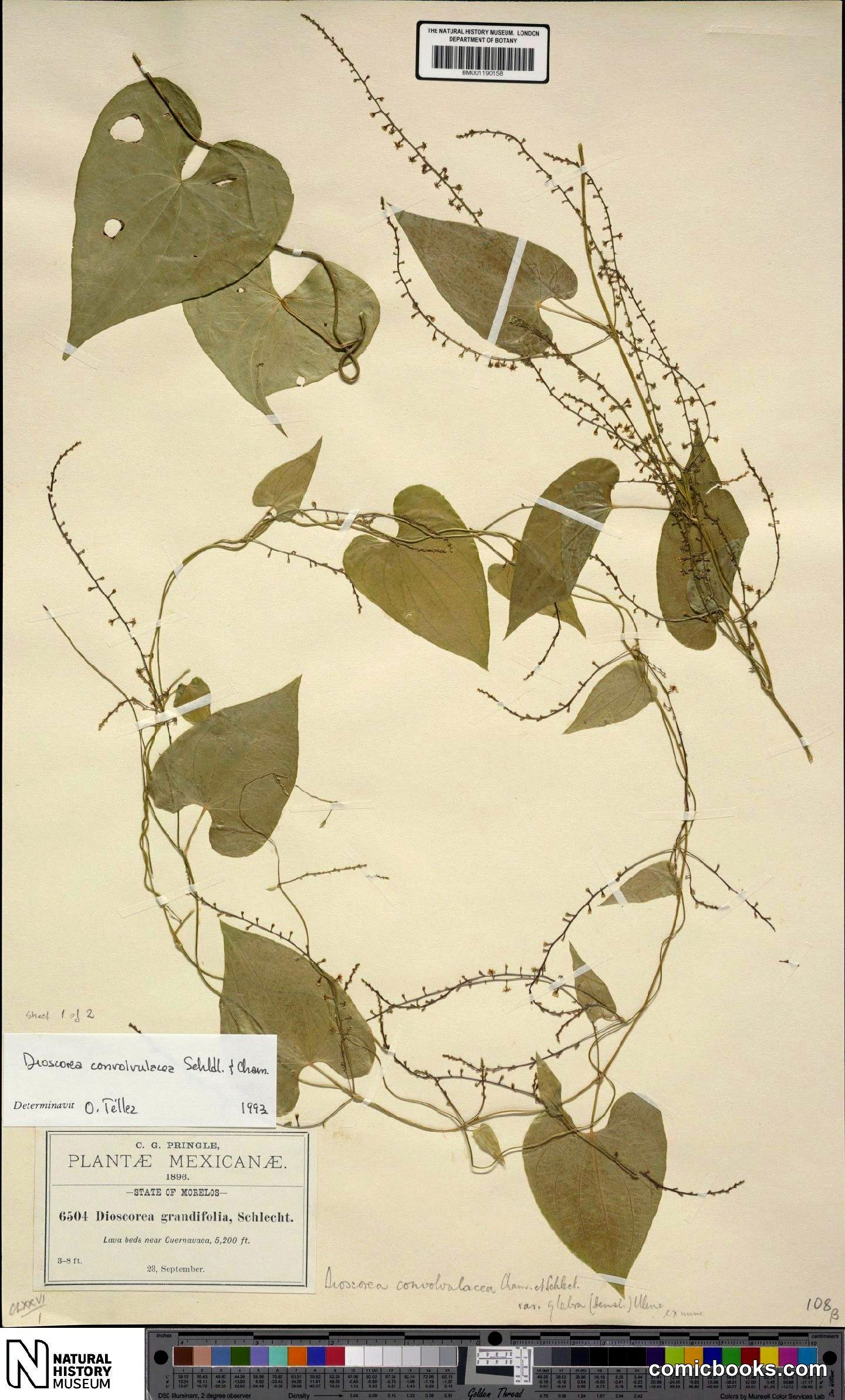 Dioscorea convolvulacea Cham. & Schltdl.