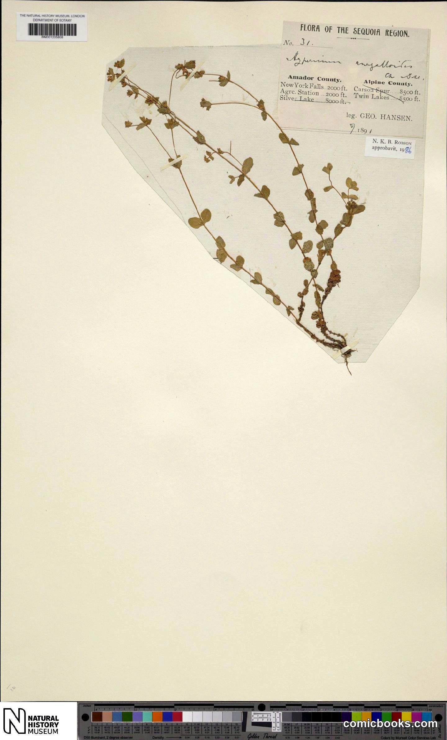 Hypericum anagalloides Cham. & Schltdl.