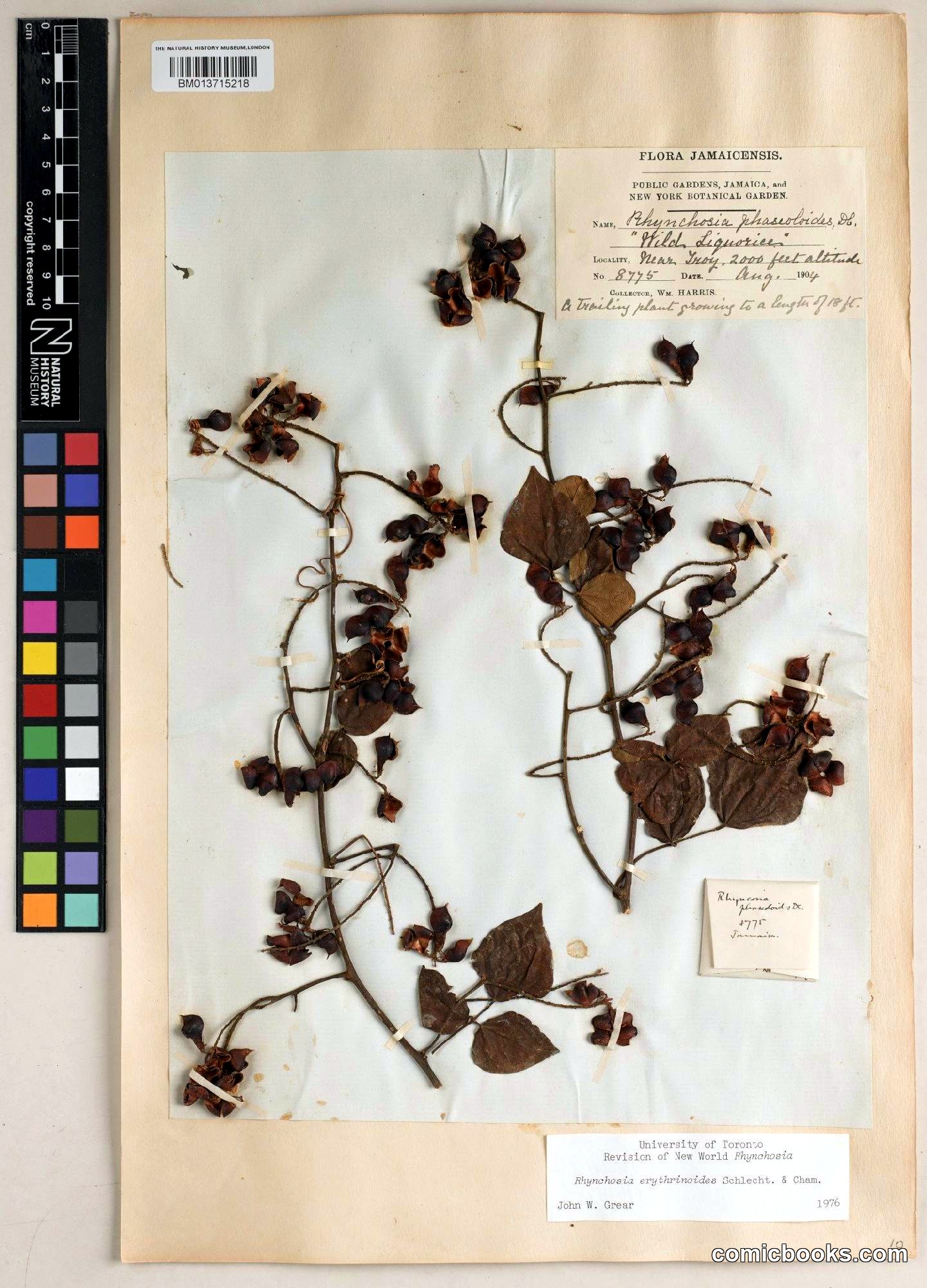Rhynchosia erythrinoides Schltdl. & Cham. (Herbarium Specimen)