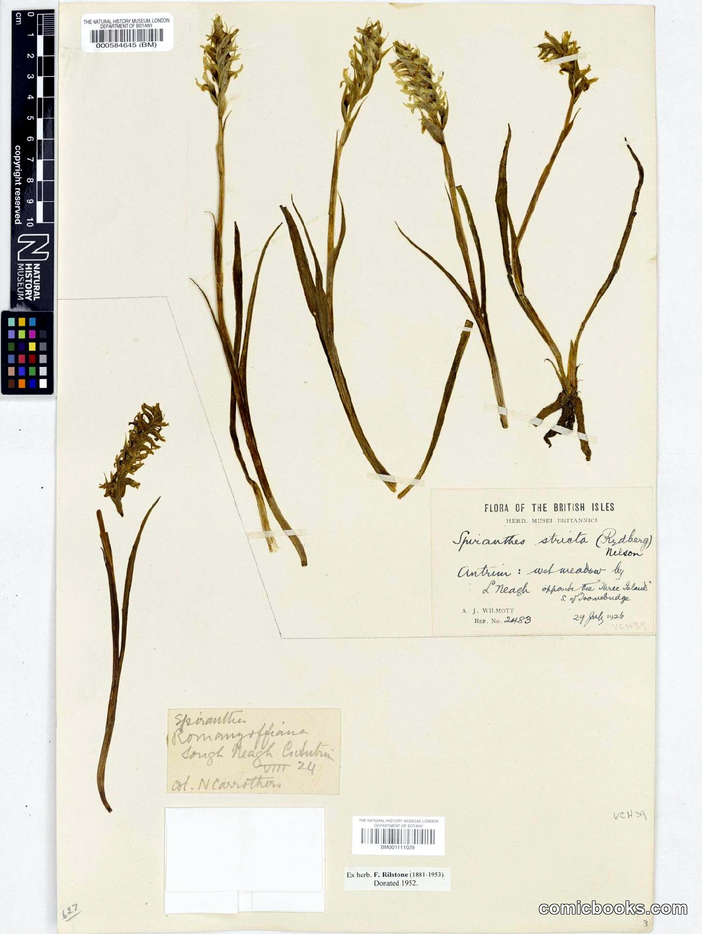 Spiranthes romanzoffiana Cham. & Schltdl.