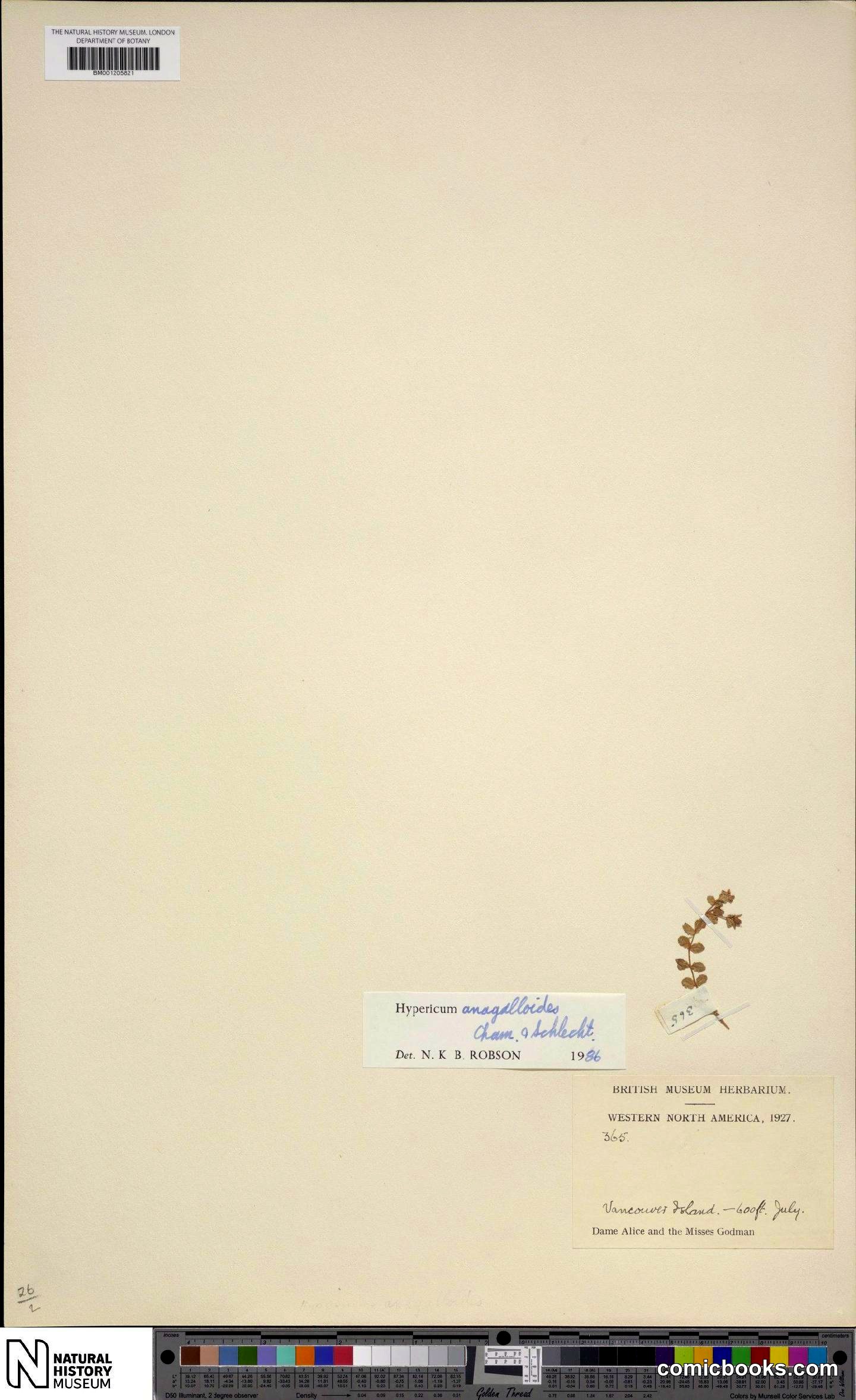 Hypericum anagalloides Cham. & Schltdl.