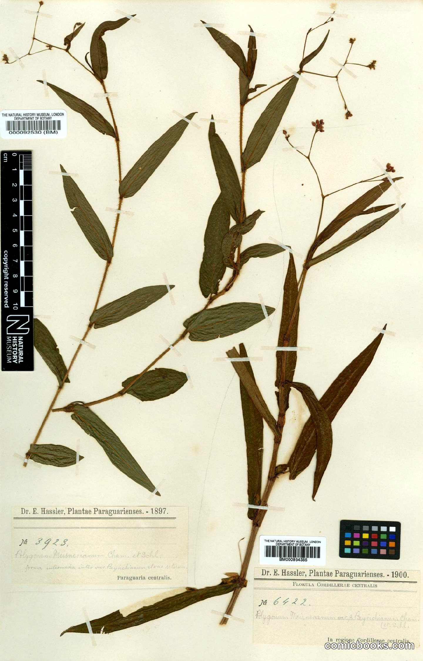 Polygonum meisnerianum var. beychianum (Cham. & Schltdl.) Meisn