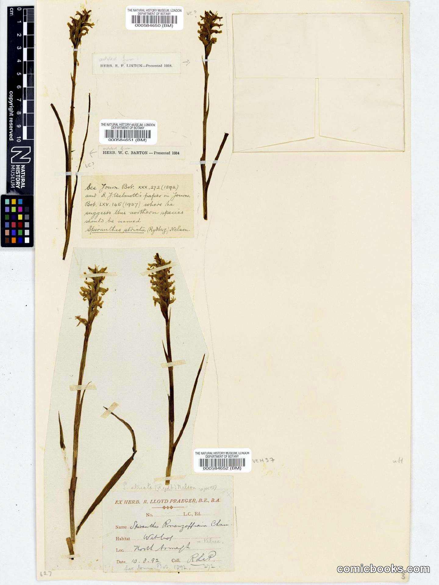 Spiranthes romanzoffiana Cham. & Schltdl.
