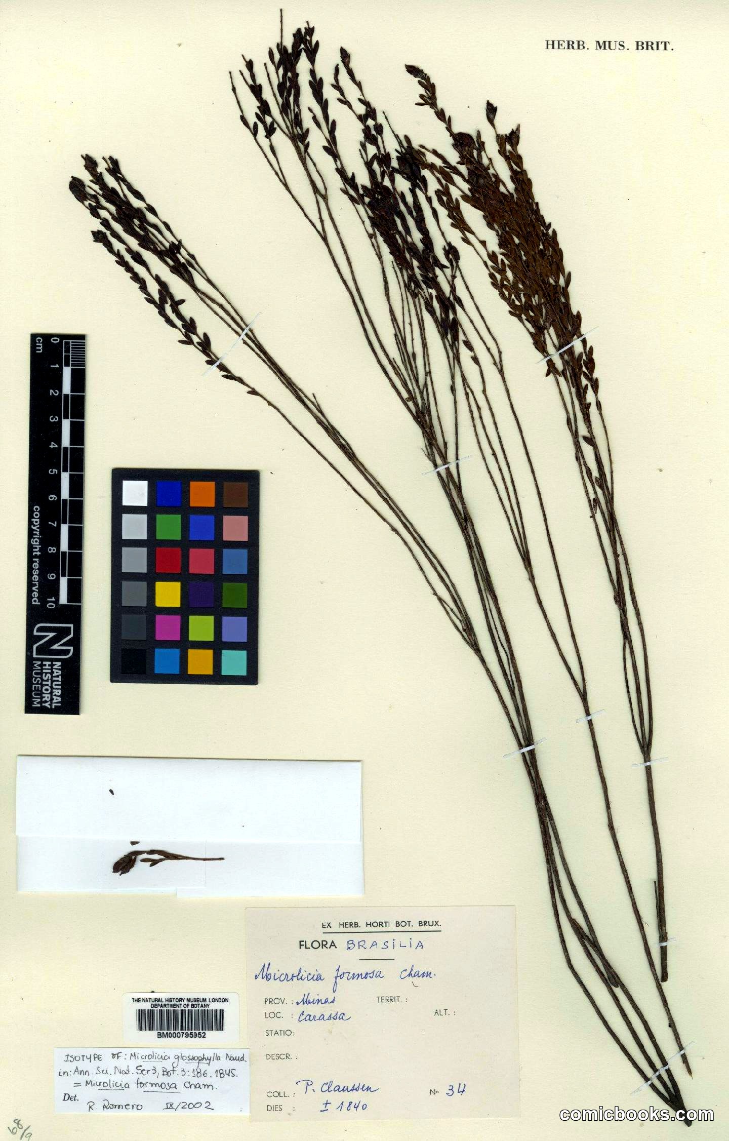 Microlicia formosa Cham. — Herbarium Specimen, Natural History Museum, London