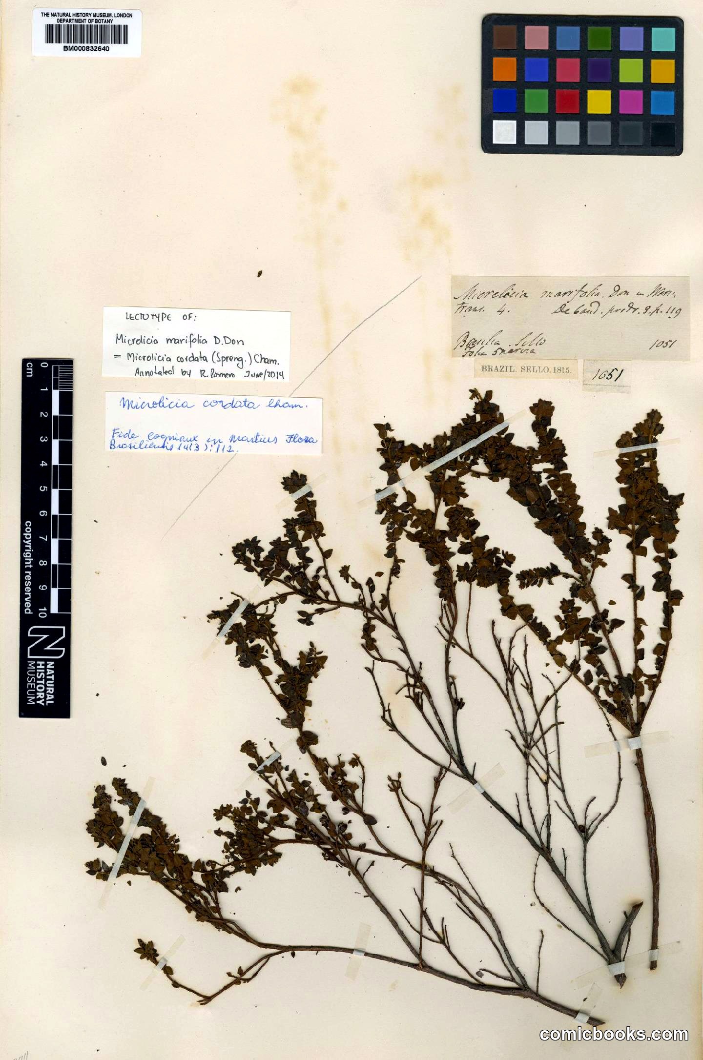 Microlicia cordata (Spreng.) Cham.