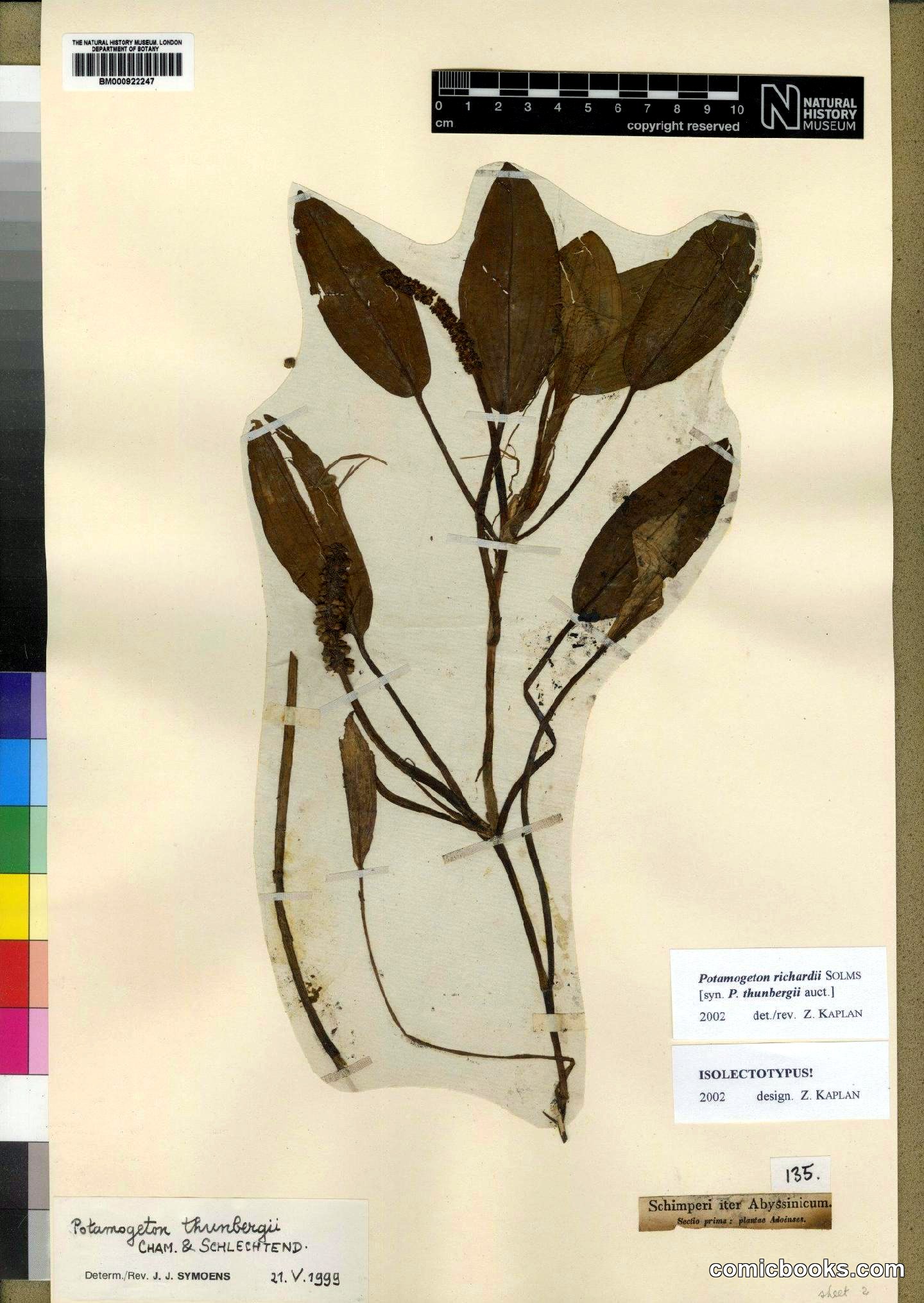 Potamogeton richardii Solms (Isolectotype)