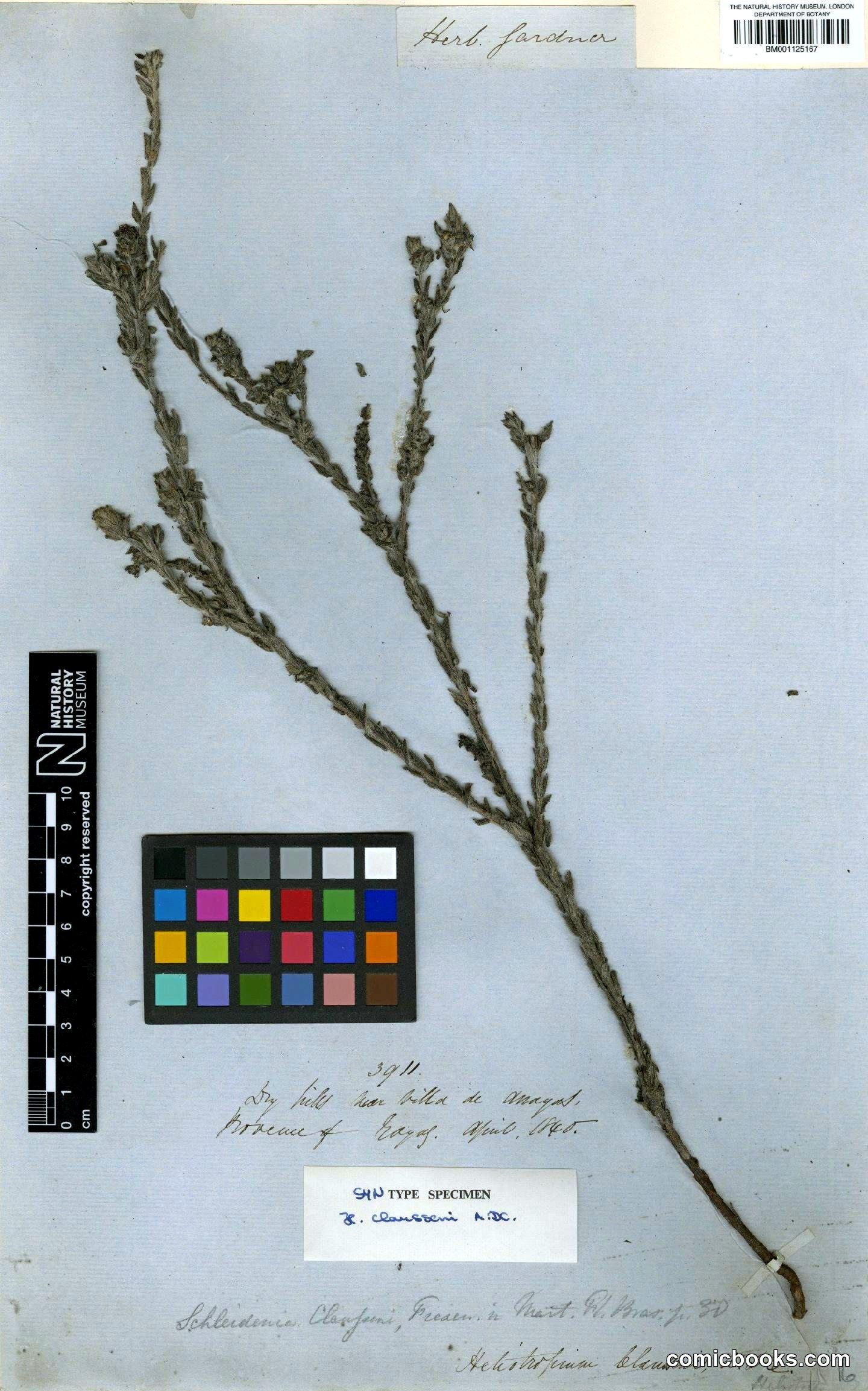Herbarium Type Specimen: *Heliotropium salicioides* Cham.
