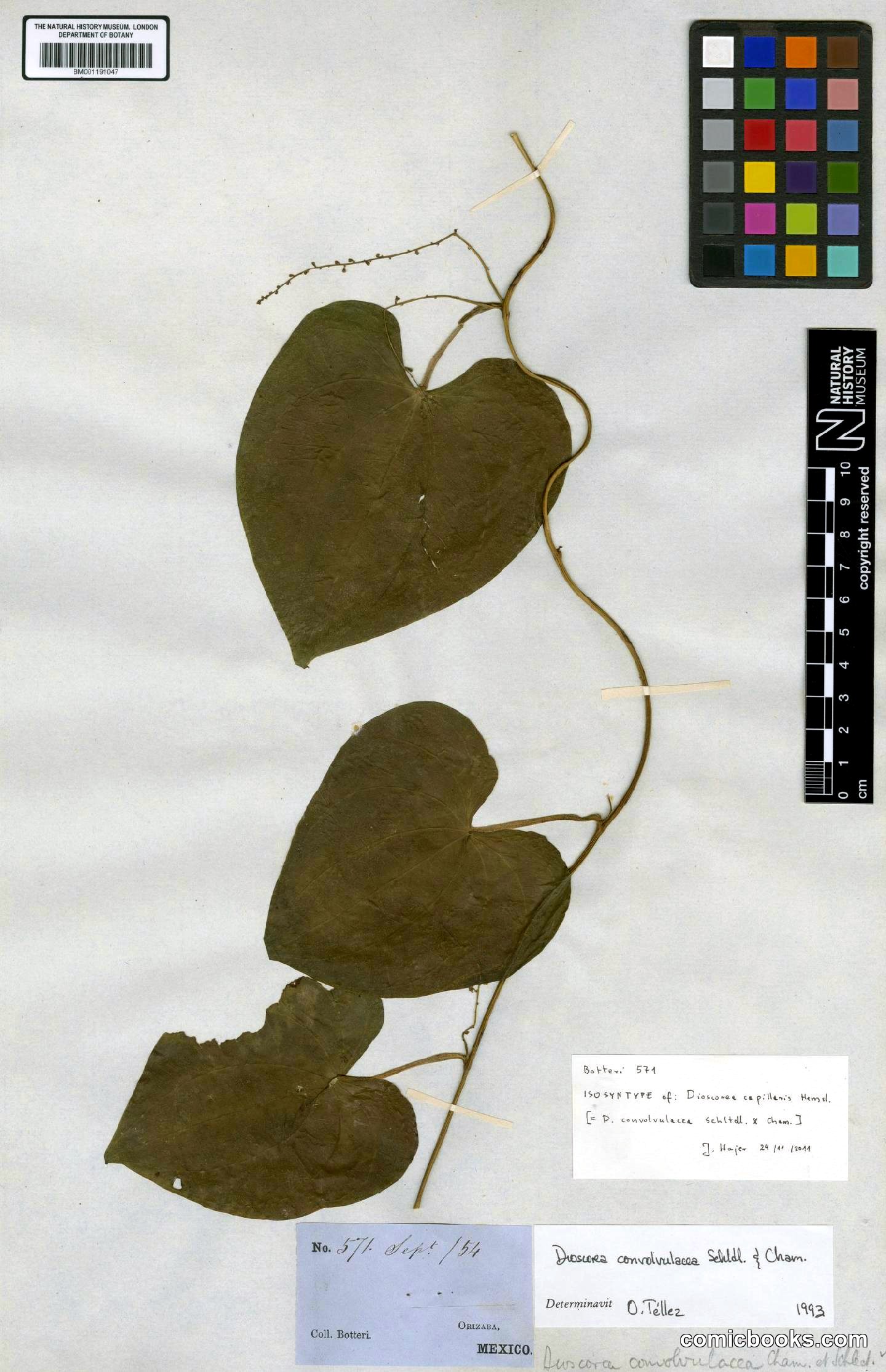 Dioscorea convolvulacea Cham. & Schltdl.