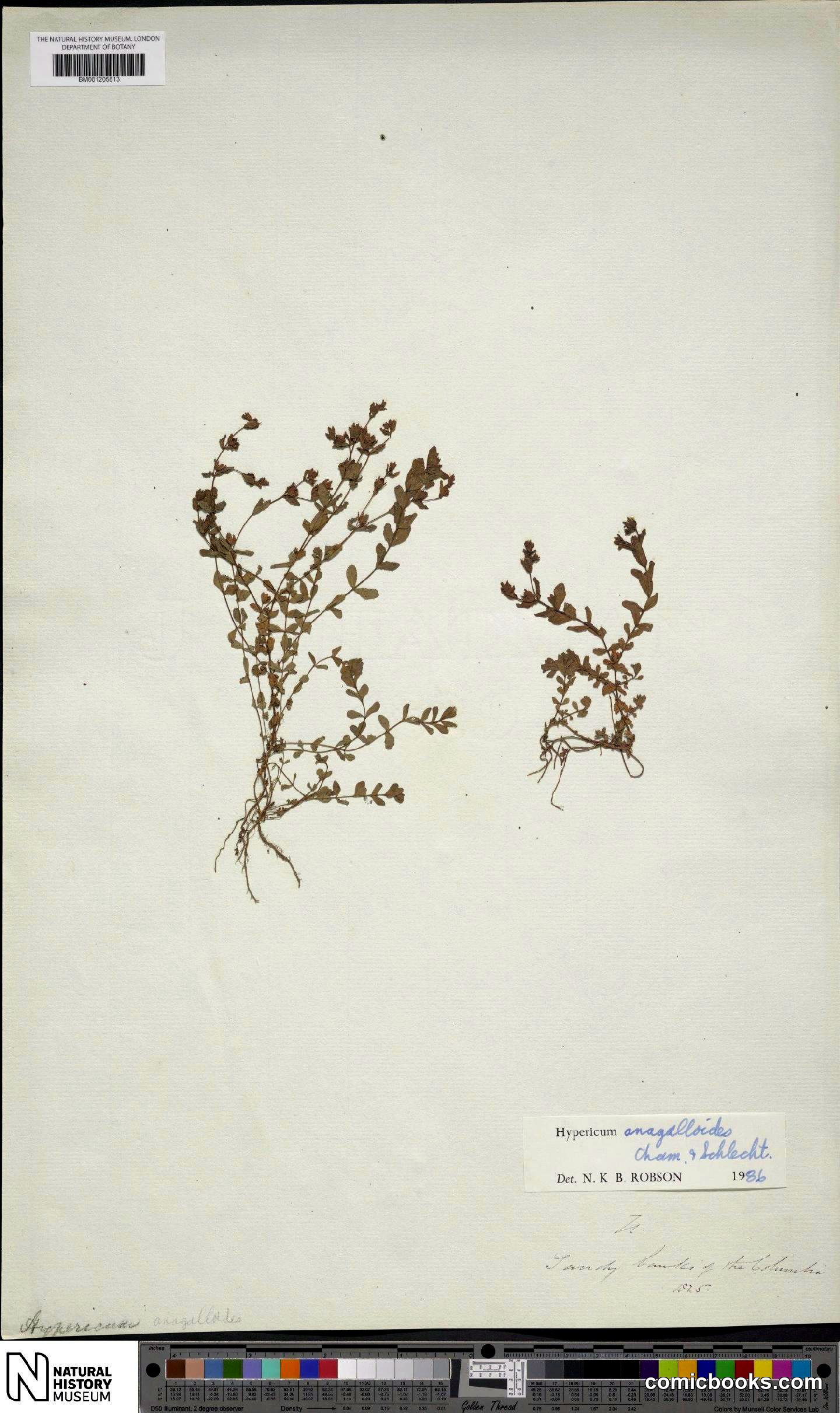 Hypericum anagalloides Cham. & Schltdl.
