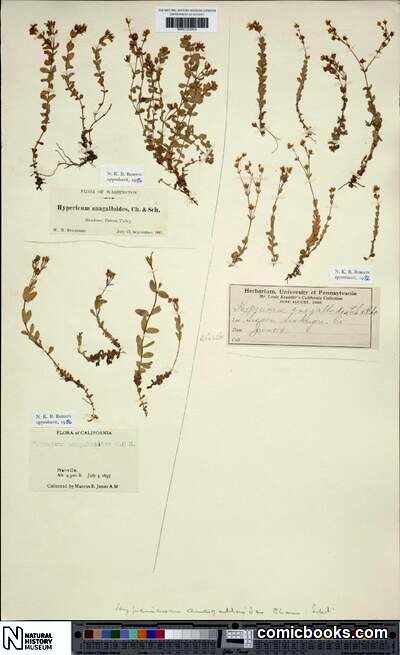 Hypericum anagalloides Cham. & Schltdl.