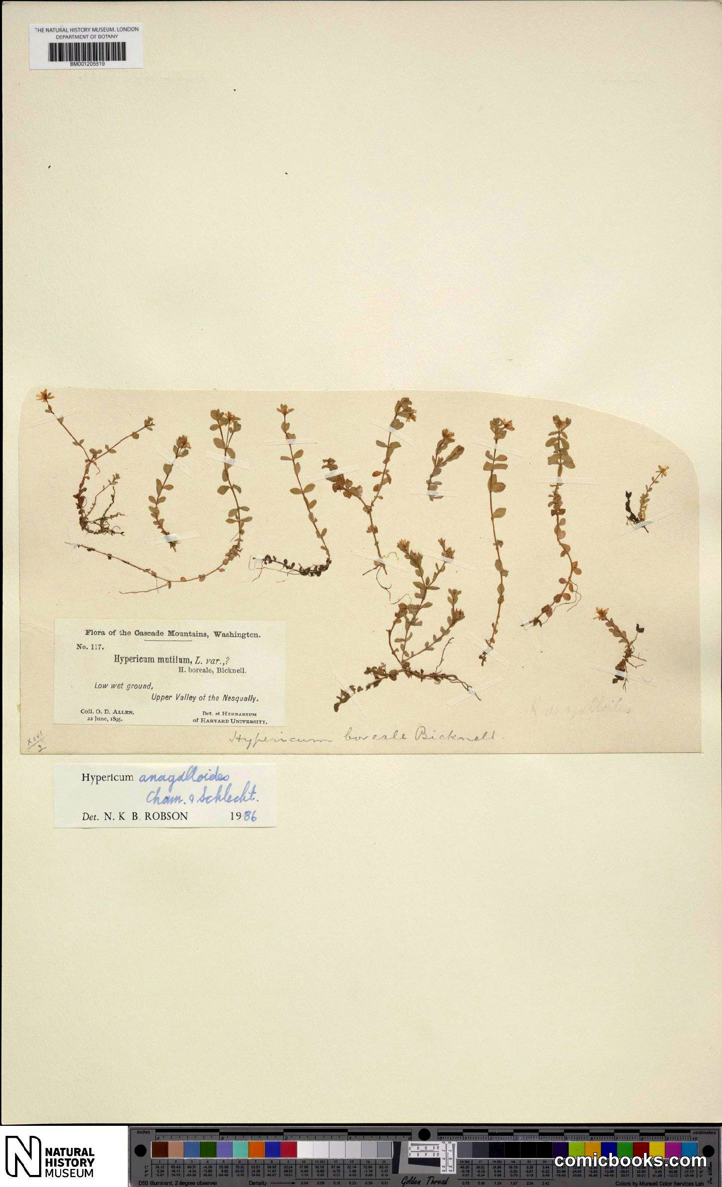 Hypericum anagalloides Cham. & Schltdl.