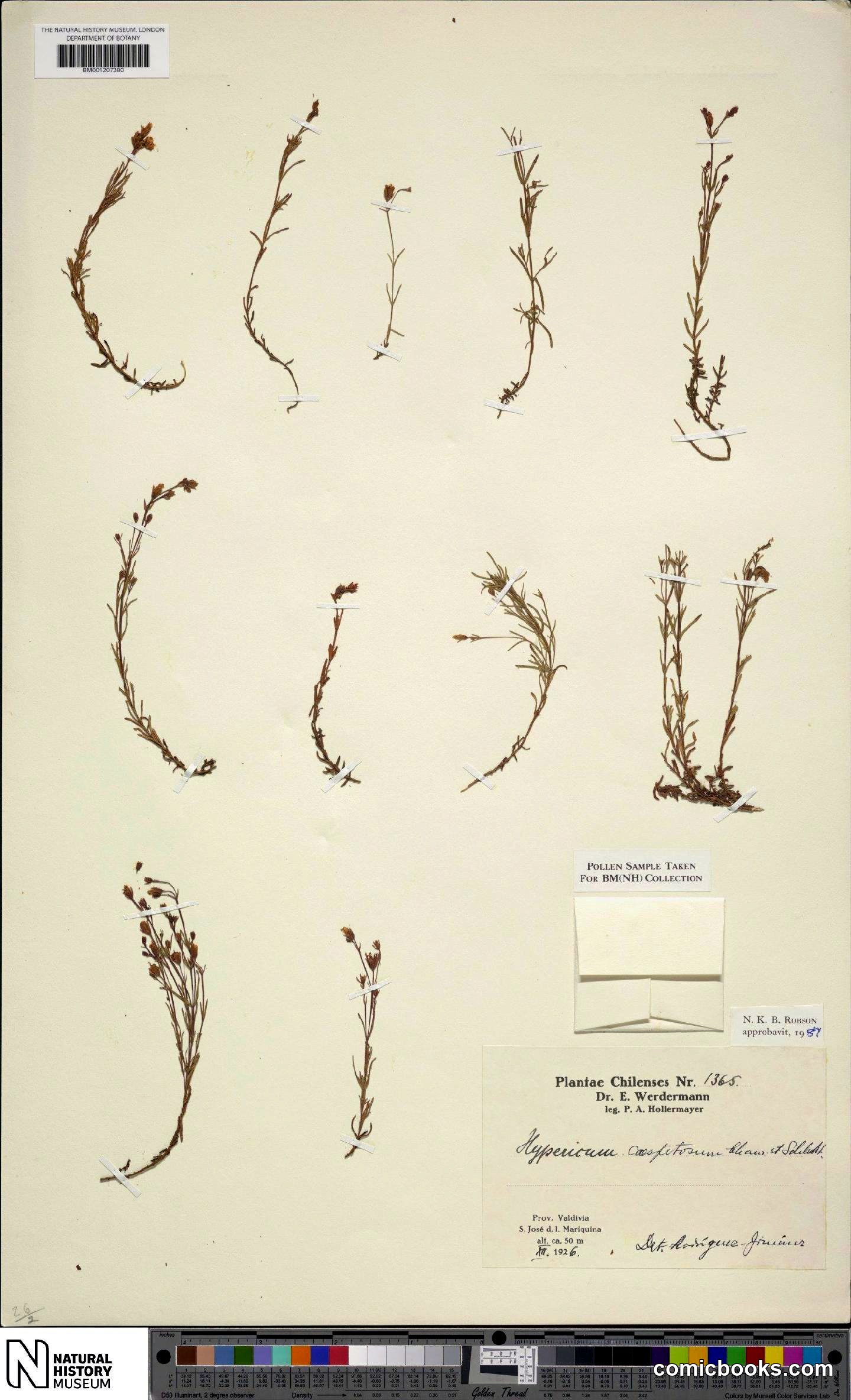 Hypericum caespitosum Cham. & Schltdl.