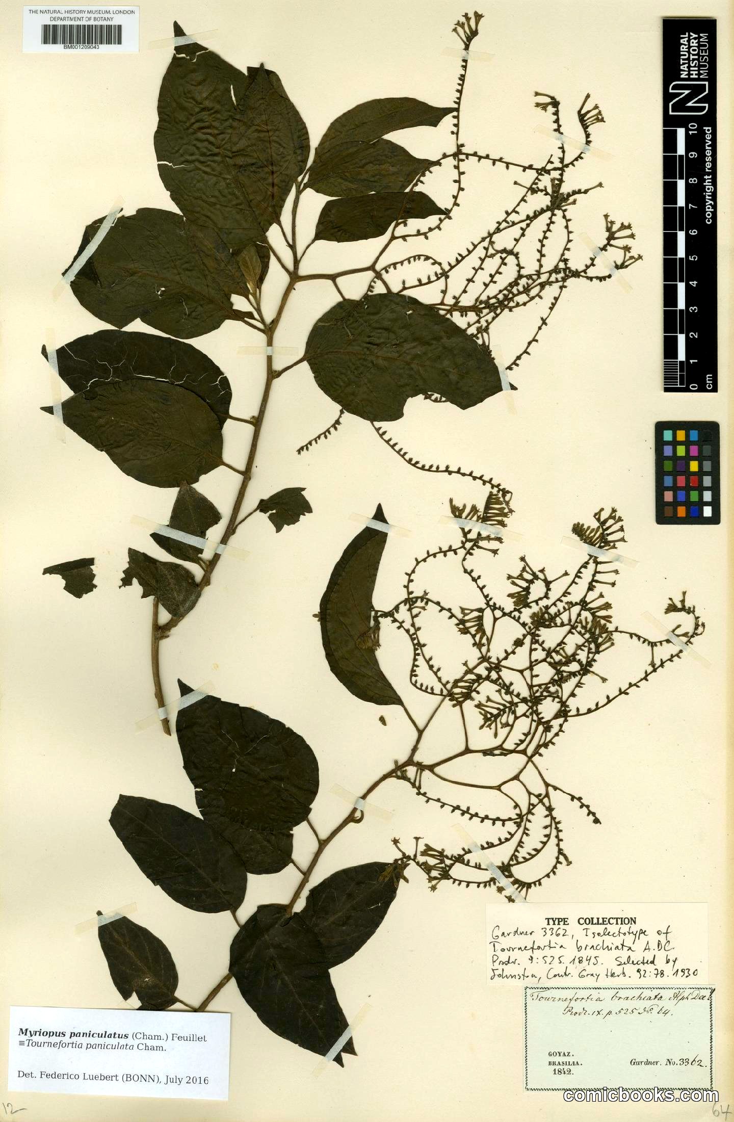Myriopus paniculatus (Cham.) Feuillet — Herbarium Type Specimen