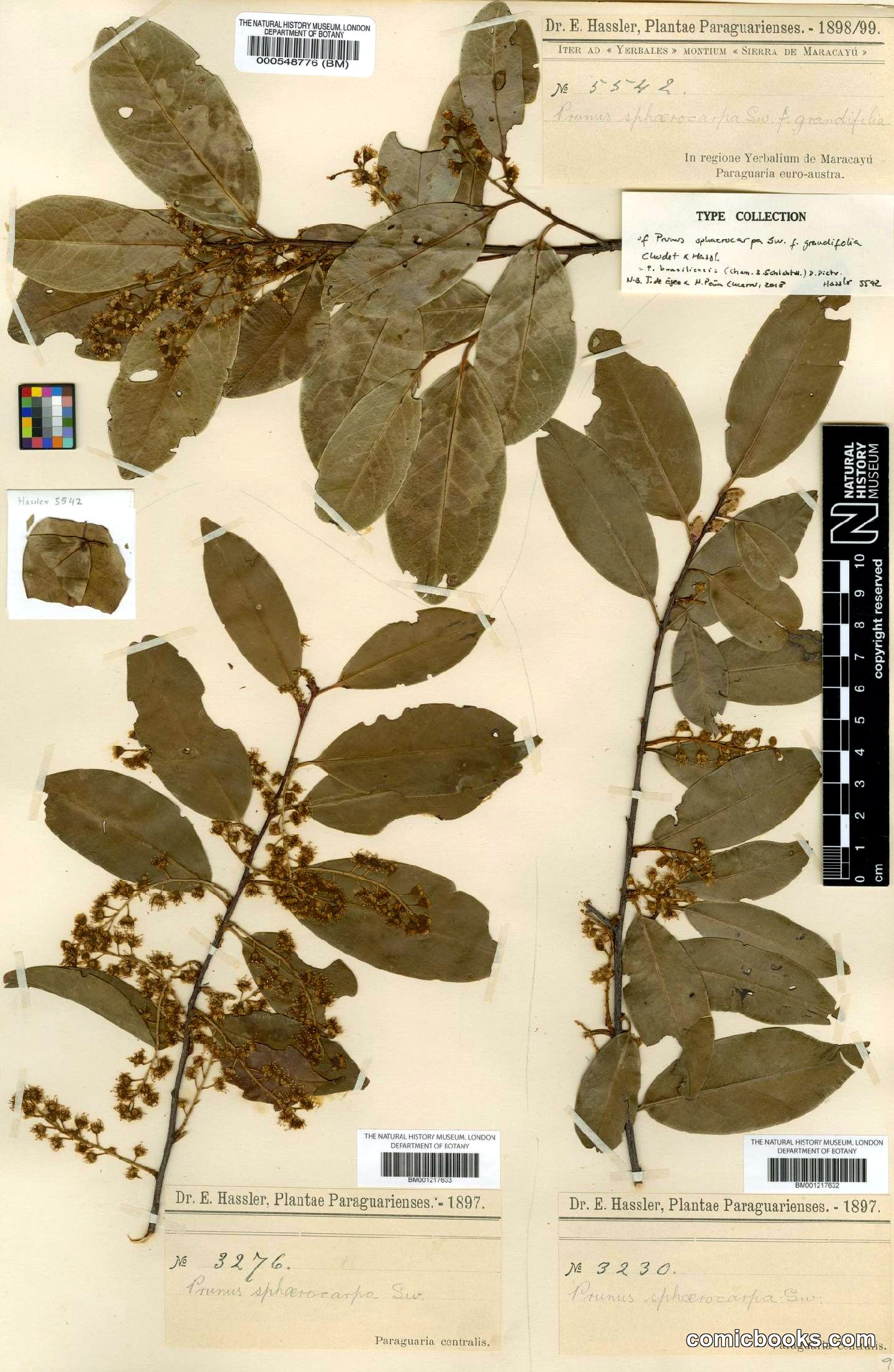 Prunus brasiliensis (Cham. & Schltdl.) D.Dietr.