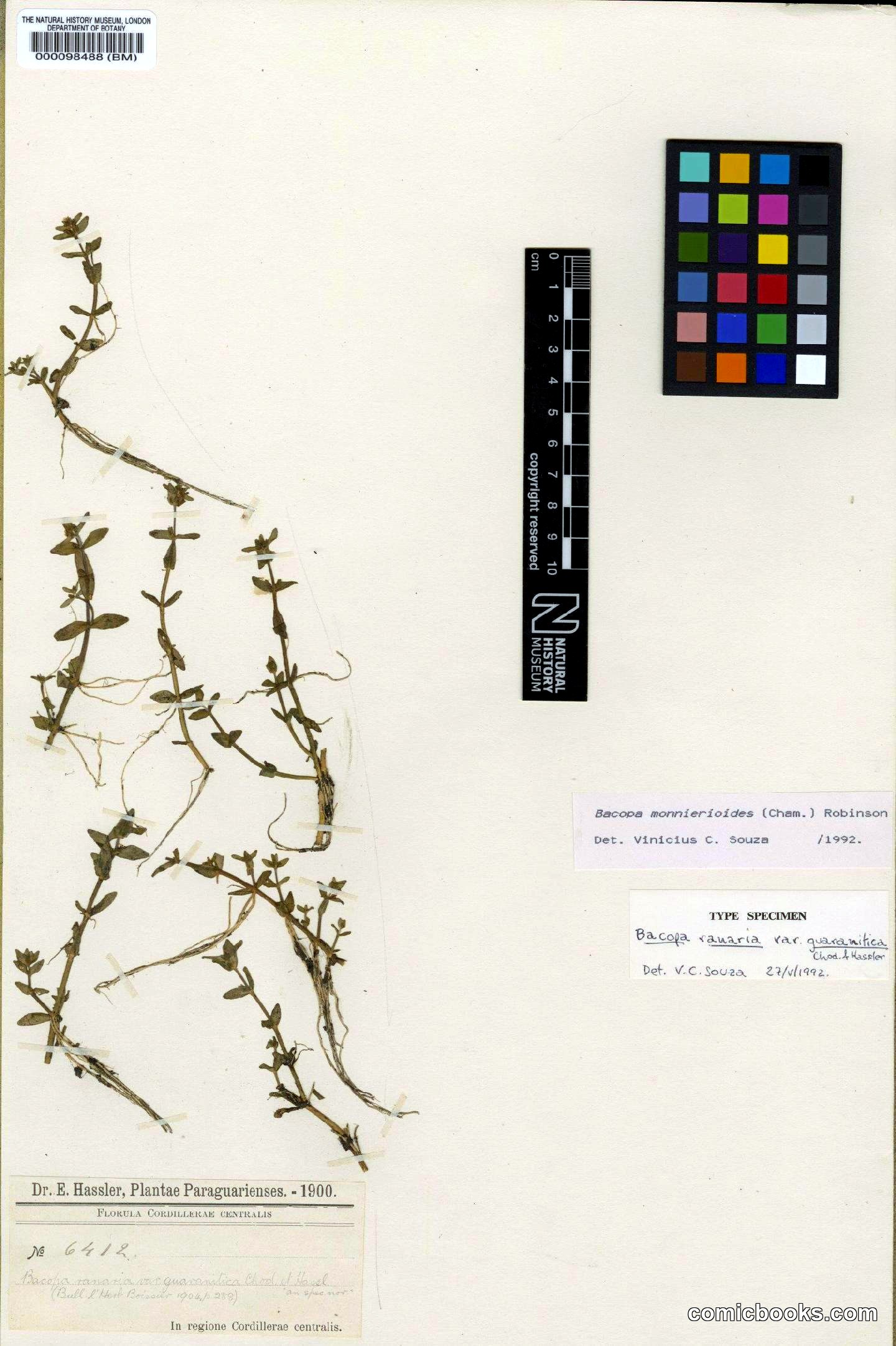 Bacopa monnierioides (Cham.) B.L.Rob.